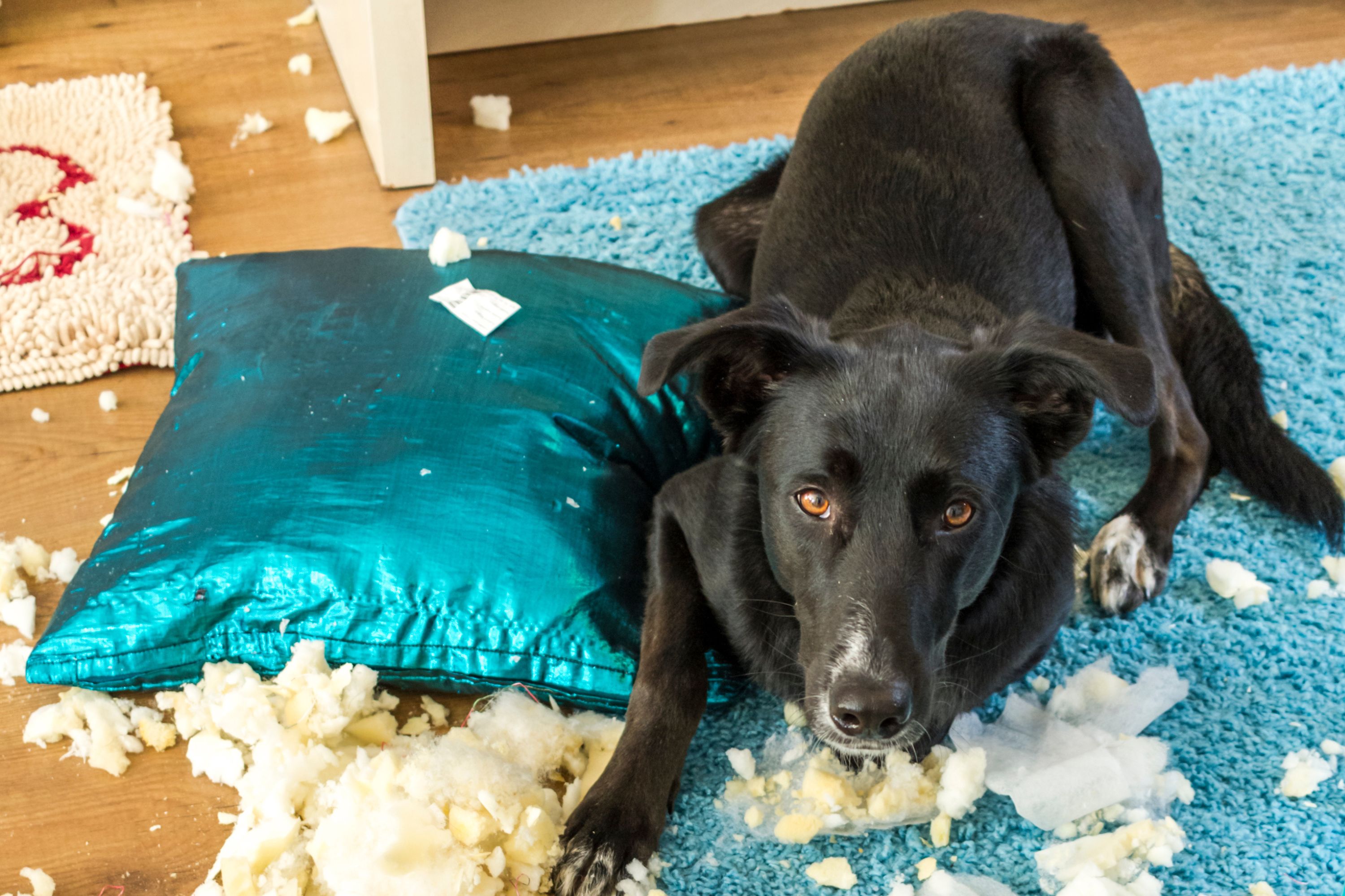 Woman Has Package Delivered, Checks Dog Camera To Find Horrifying Scene