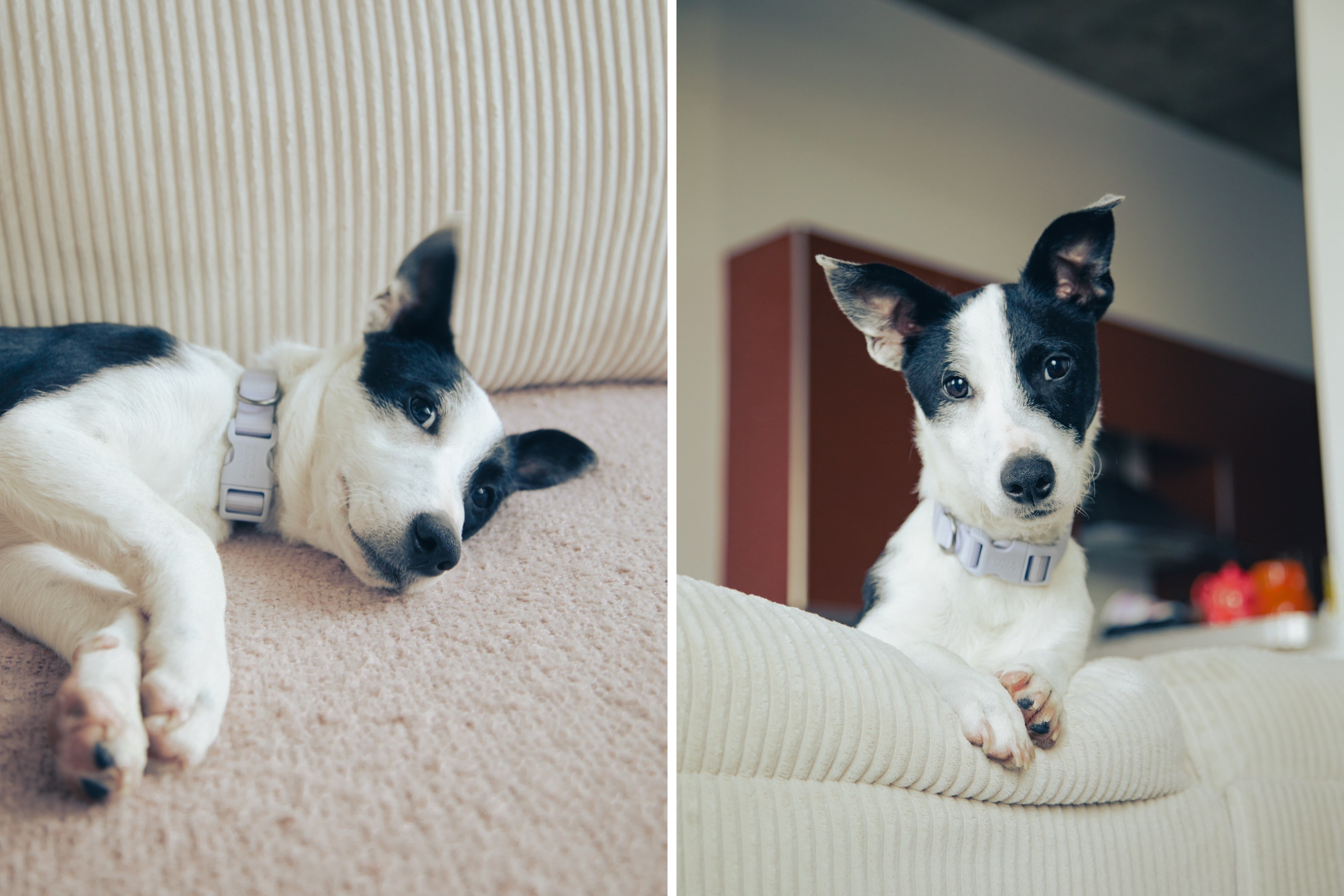 Woman Rescues Dog From Shelter, All He Wants To Do Is Cuddle
