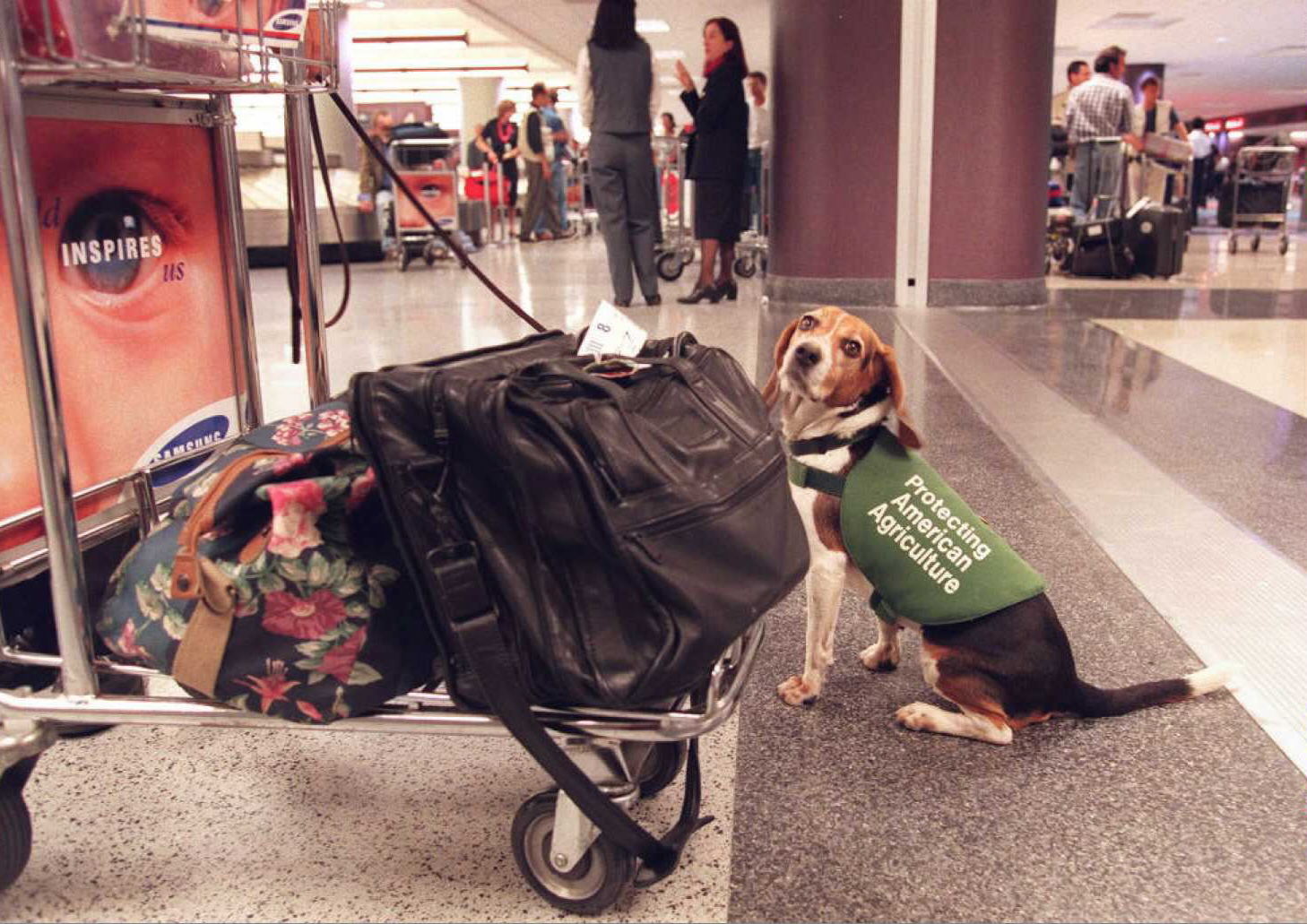 Plane Lands at O'Hare Airport—CDC Called Over What's Inside Passenger's Bag - Vimarsana News