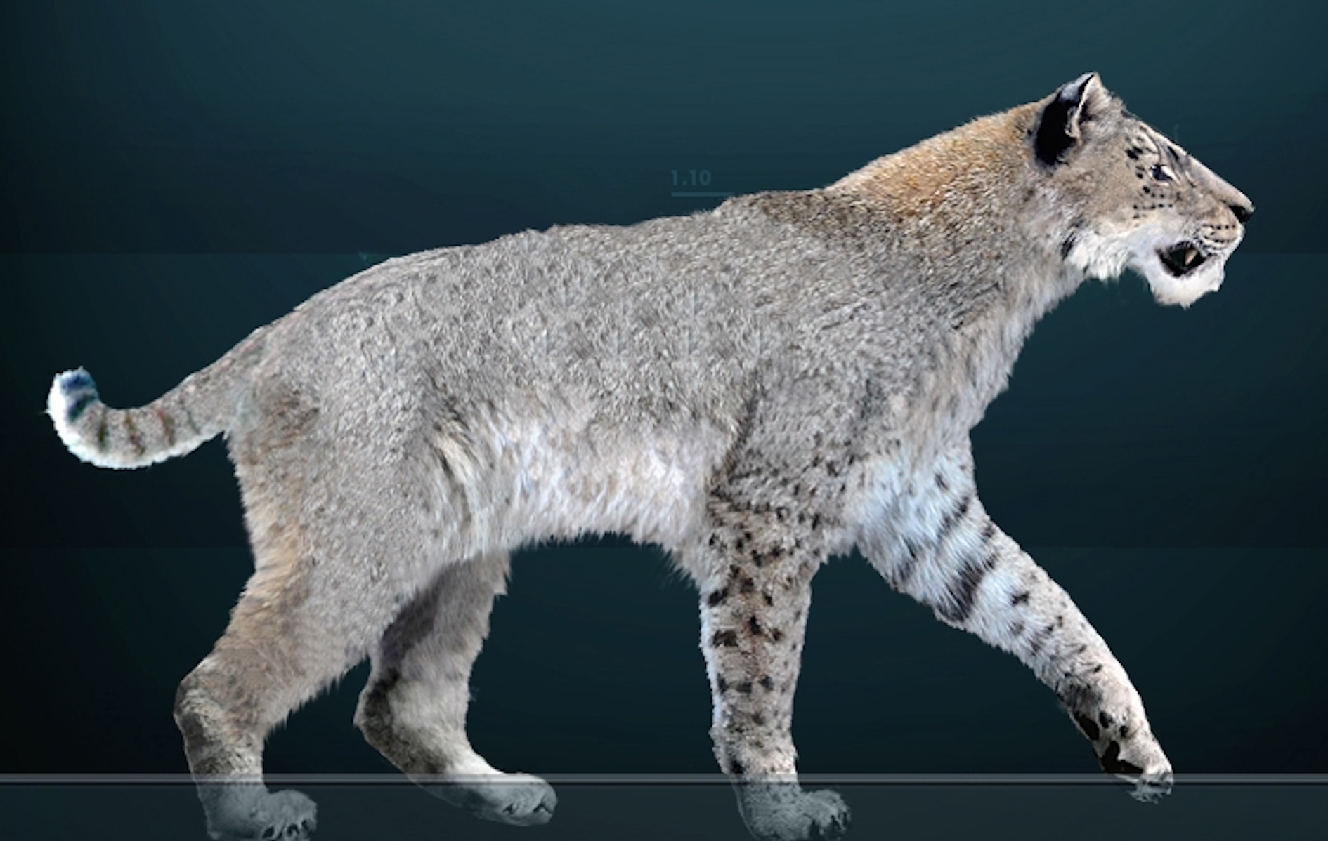 Saber-Toothed Cat Once Roamed Texas Coast - Newsweek