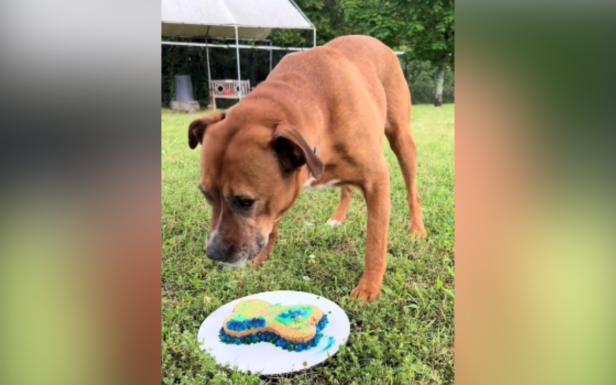 Senior Shelter Dog Abandoned by Owner Reaches Heartbreaking Milestone