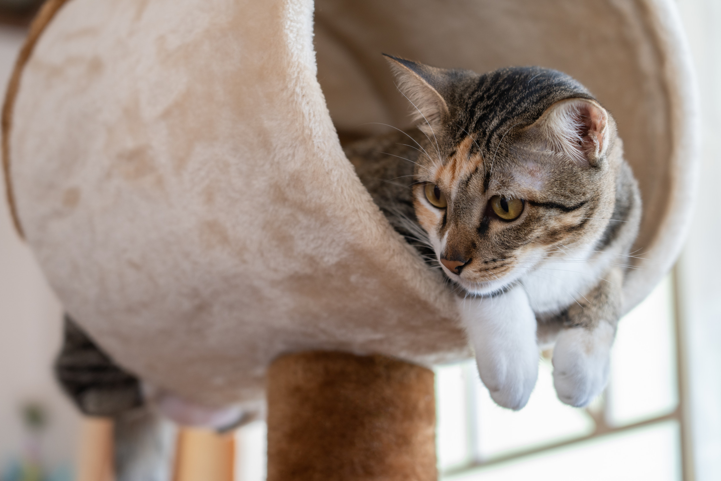 Stray Feline Found Chilling in Cat Tree Dumped in the Trash Melts ...