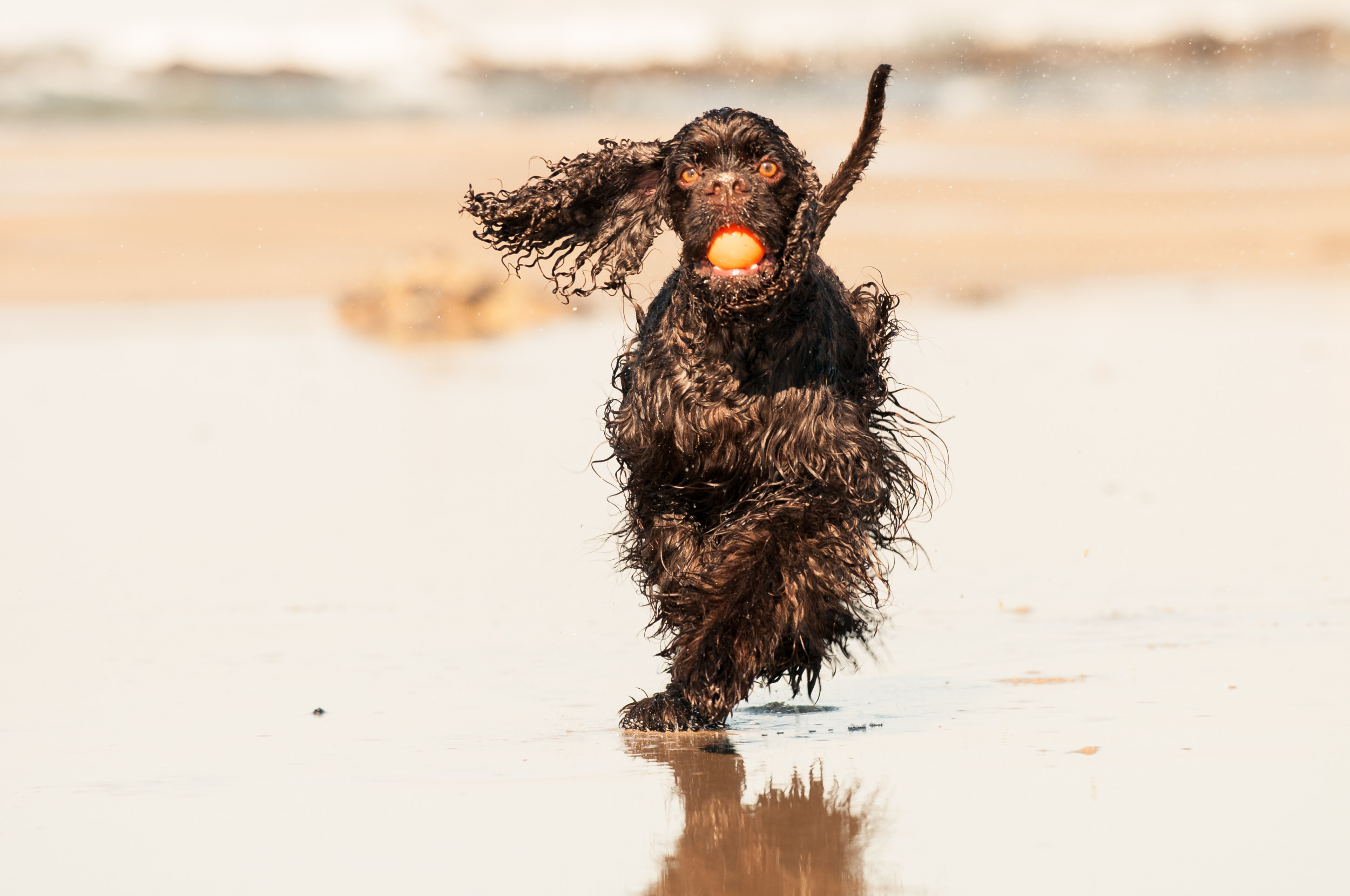 Do dogs like cold or baths fashion