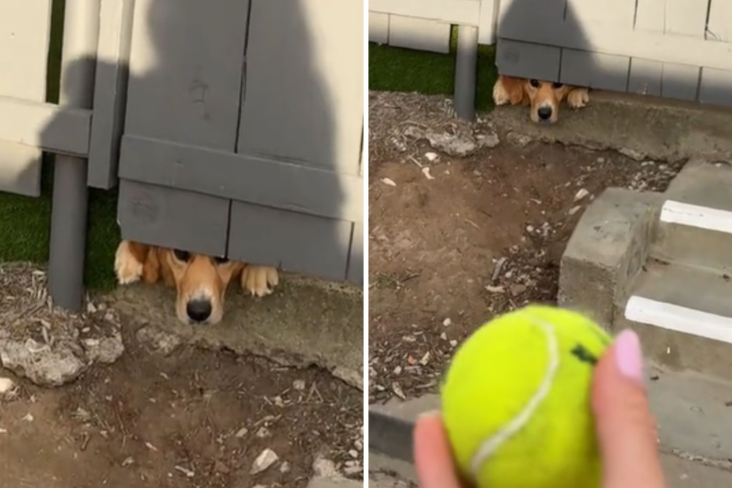 Dog Peering Through Fence Begging People To Throw Ball Has Internet Sobbing