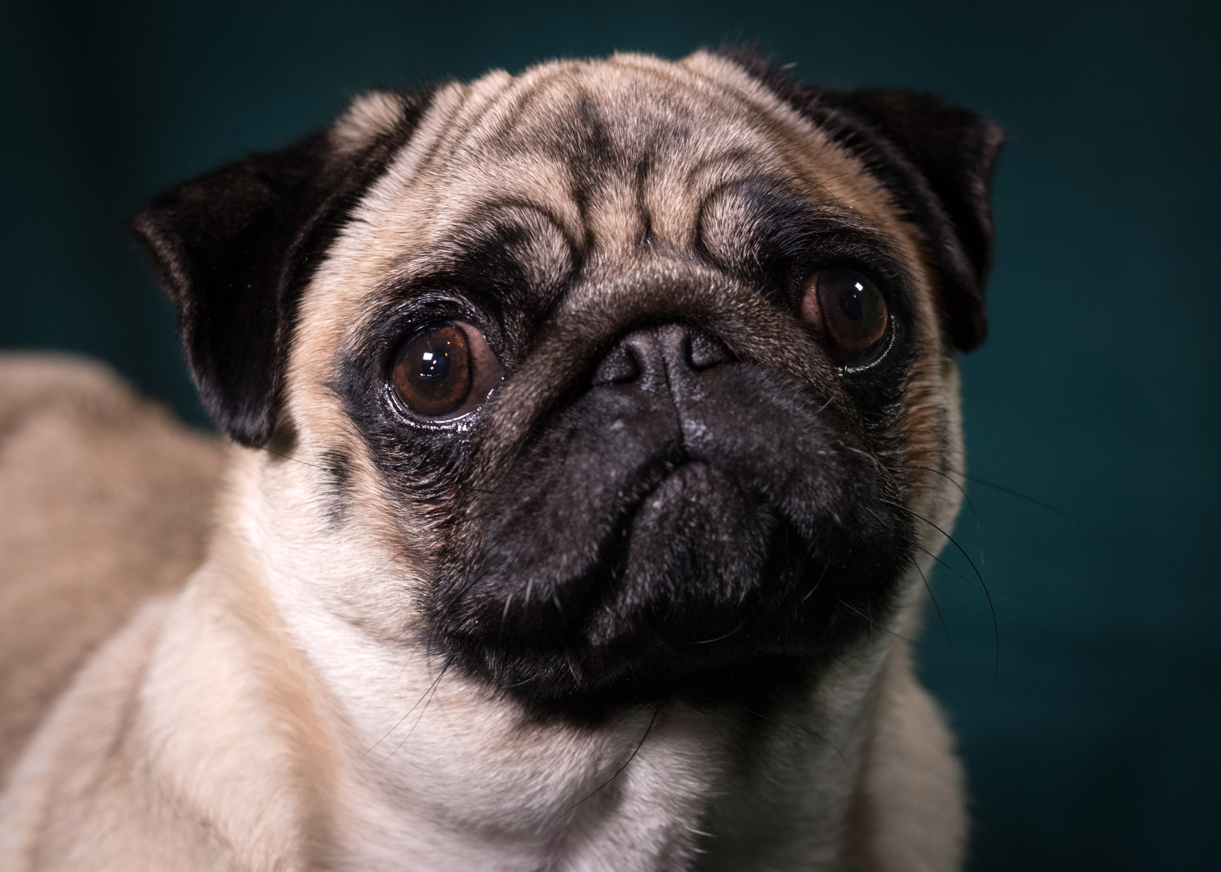 Dogs Are Finding It Harder To Express Their Emotions, Study Finds
