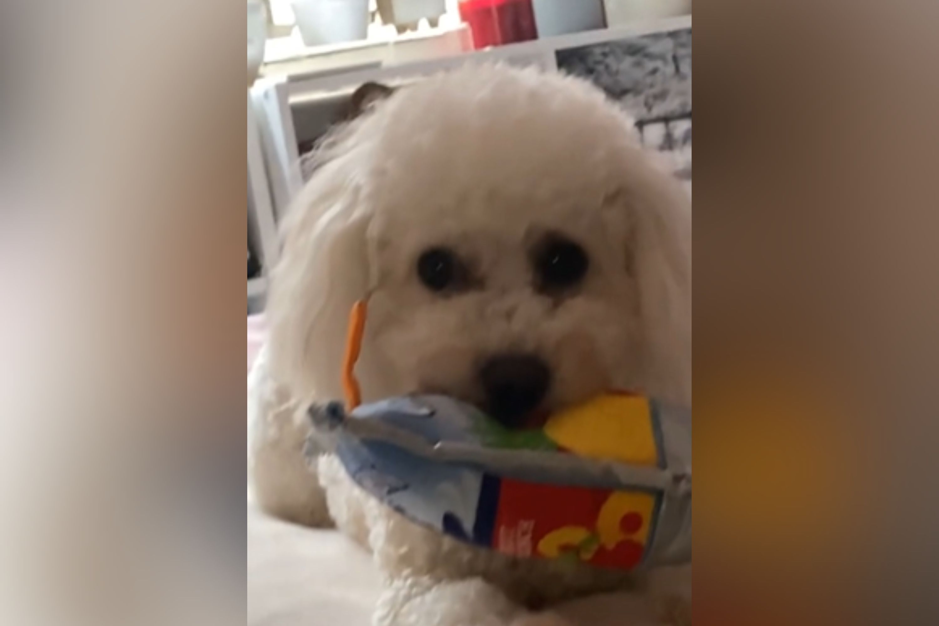 Internet in Tears Over What Maltipoo Does Every Day 'To Feel Included'