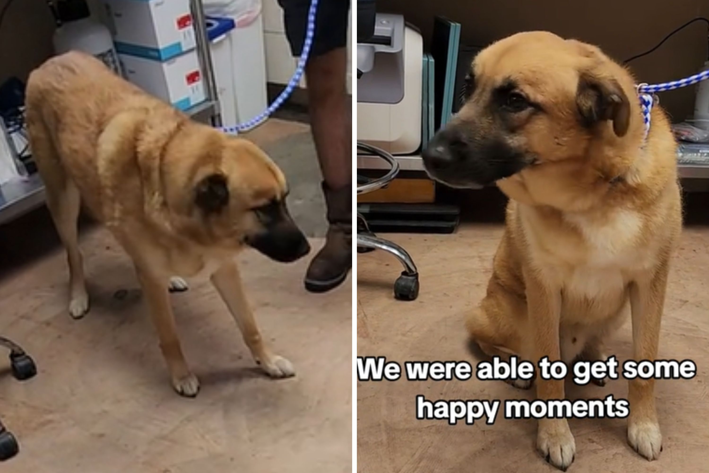 Dog 'Confused' as Owners Surrender Him to Shelter Two Years After ...