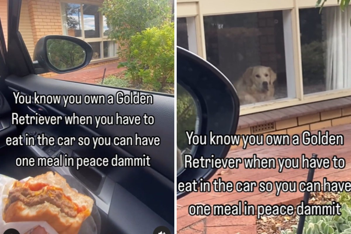 Dog eyes owner eating