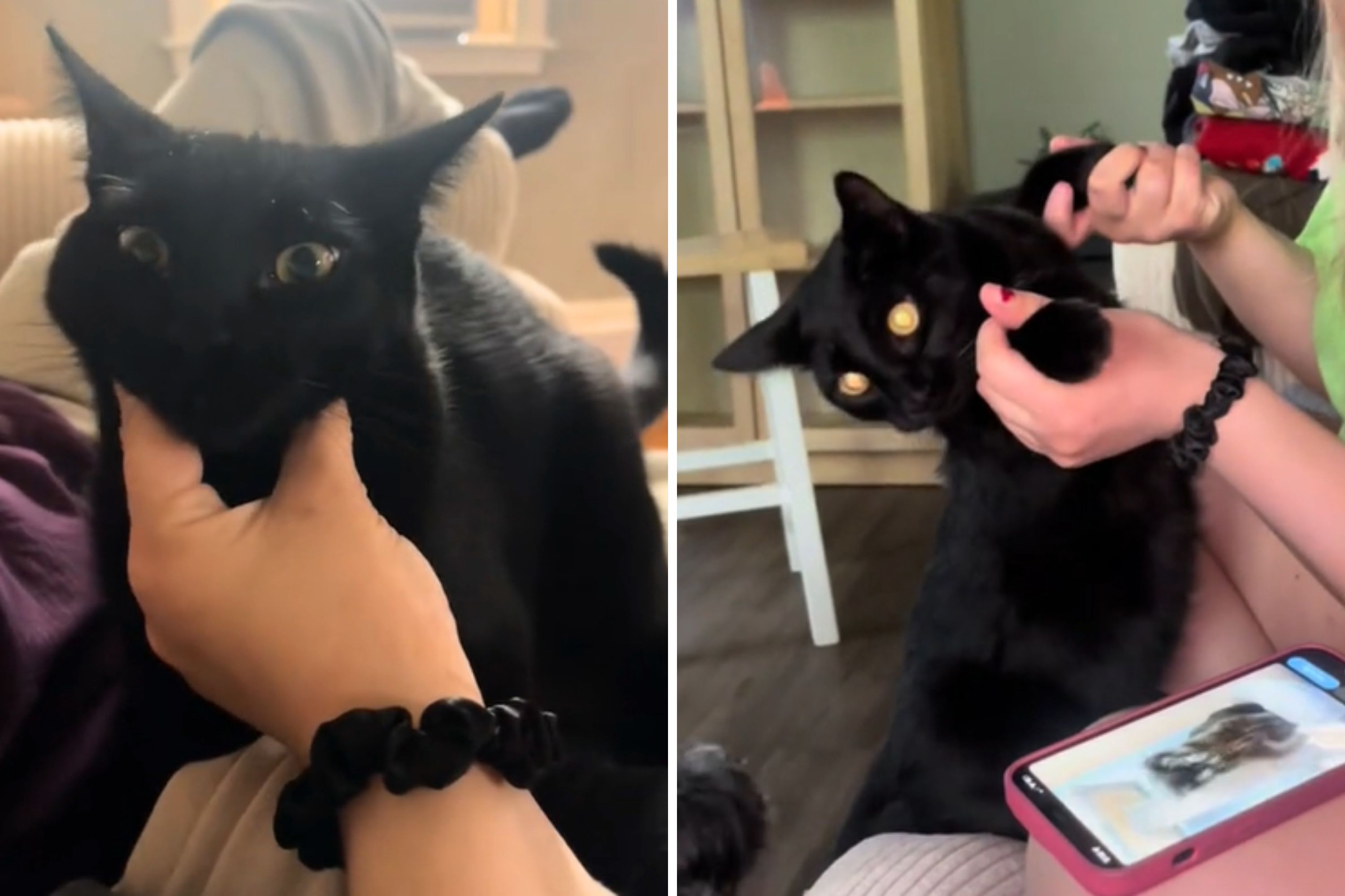 Woman Brings Cat Inside Then Realizes Something Isn't Right—'What Do I Do?' - Vimarsana News