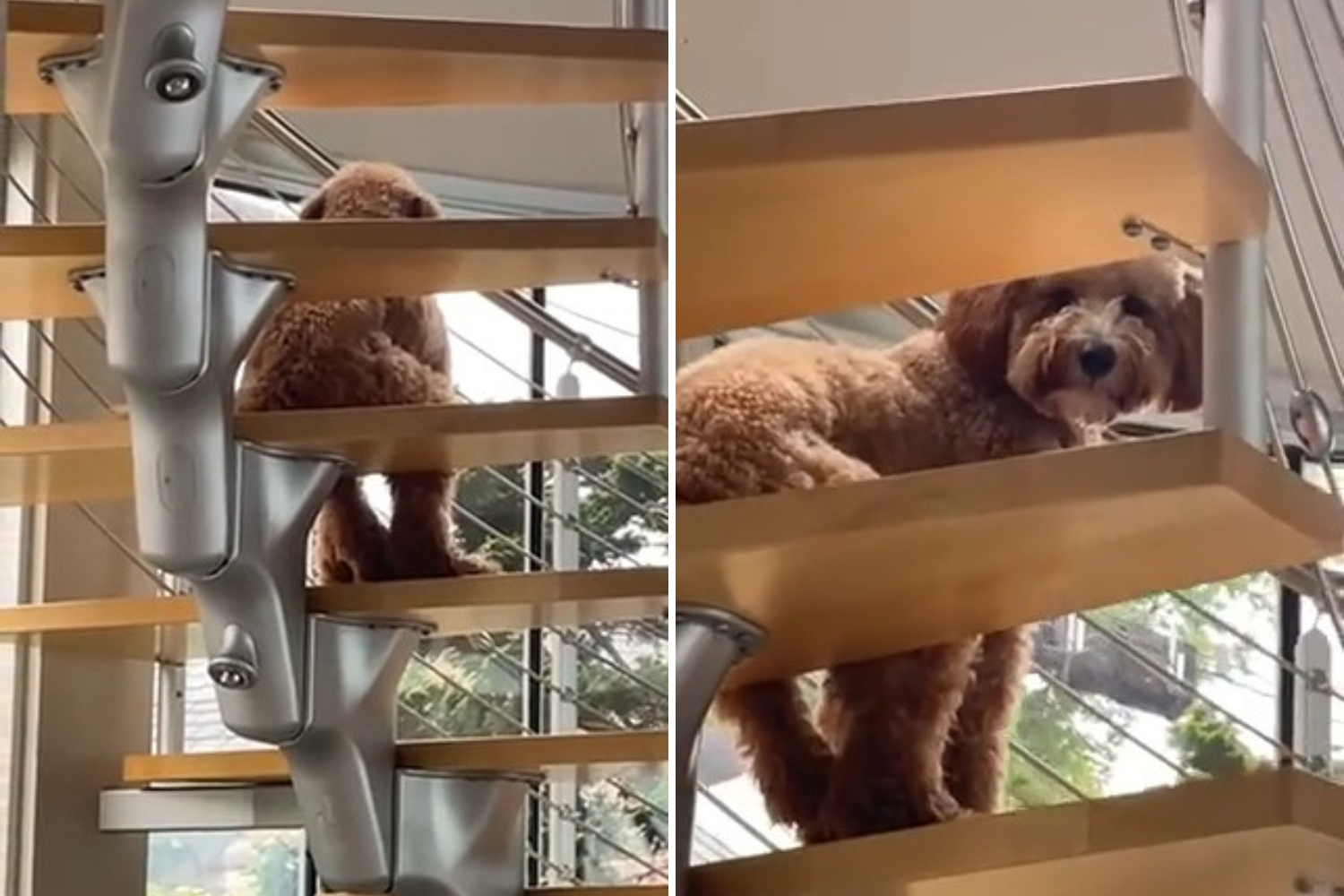 Goldendoodle Behaves So Human-Like It Has Owner Trying To 'Find the