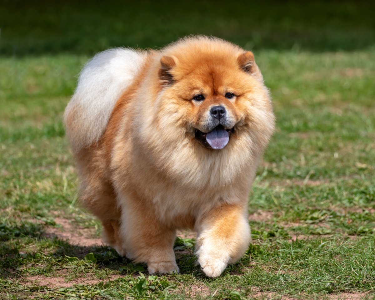 Chow Chow Umbrella Chow Chow Umbrella