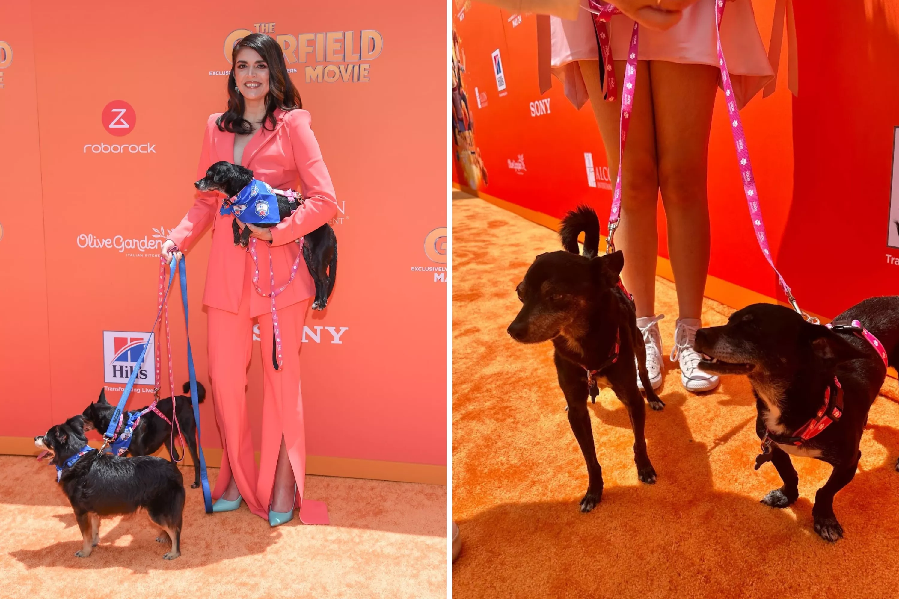 Senior dogs "overlooked" in shelter get glitzy Hollywood outing