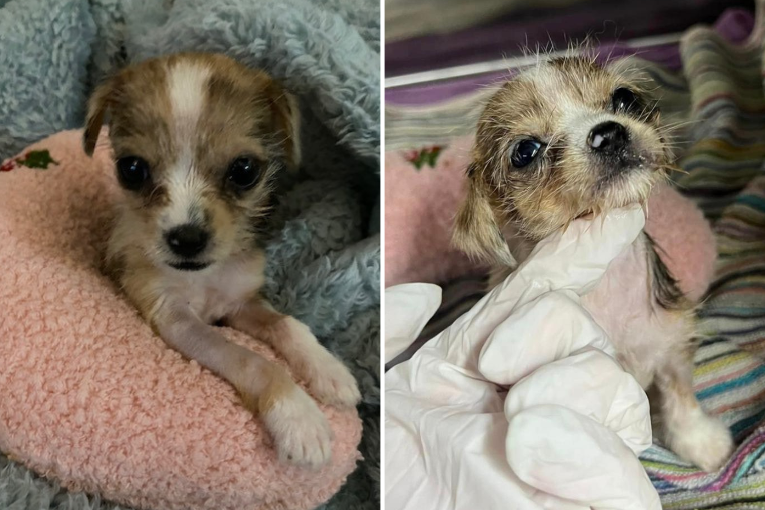 Shelter Staff Rush to Save Tiny 1-Pound Puppy Brought in 'Unresponsive ...