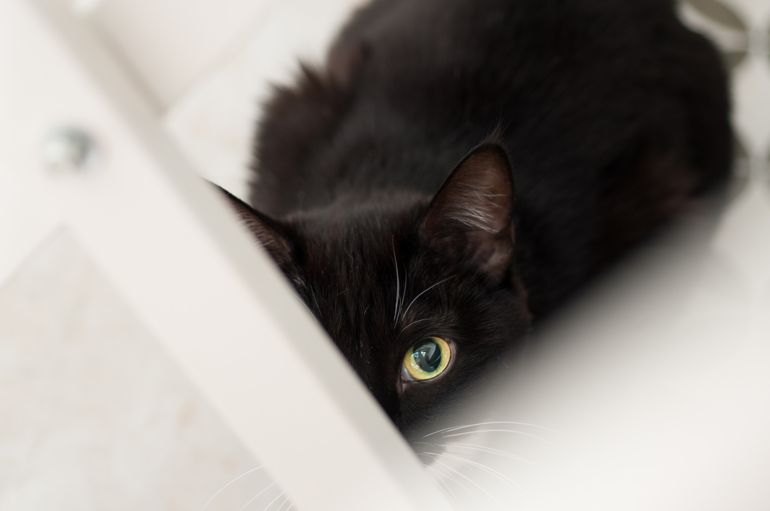 Woman Finds Lost Kitten in Bizarre Place After Accusing Mom of Eating Her
