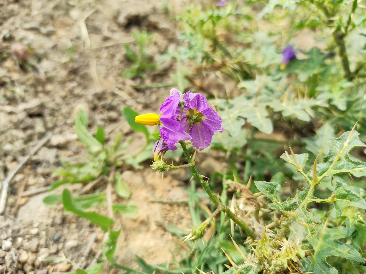 silverleaf nightshade