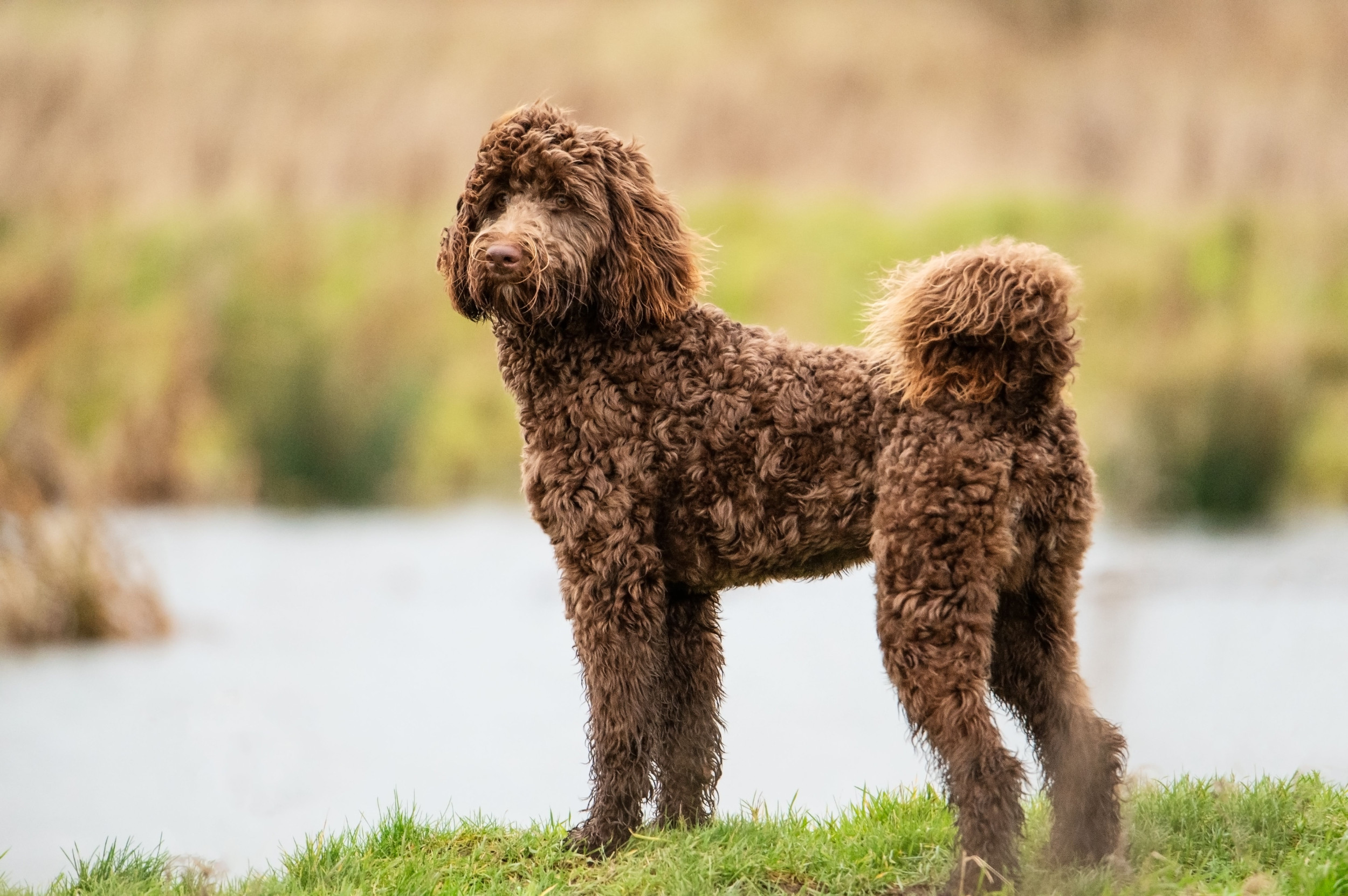 Bernedoodle Has Shocking Reaction to Hearing Harmonica for the First Time