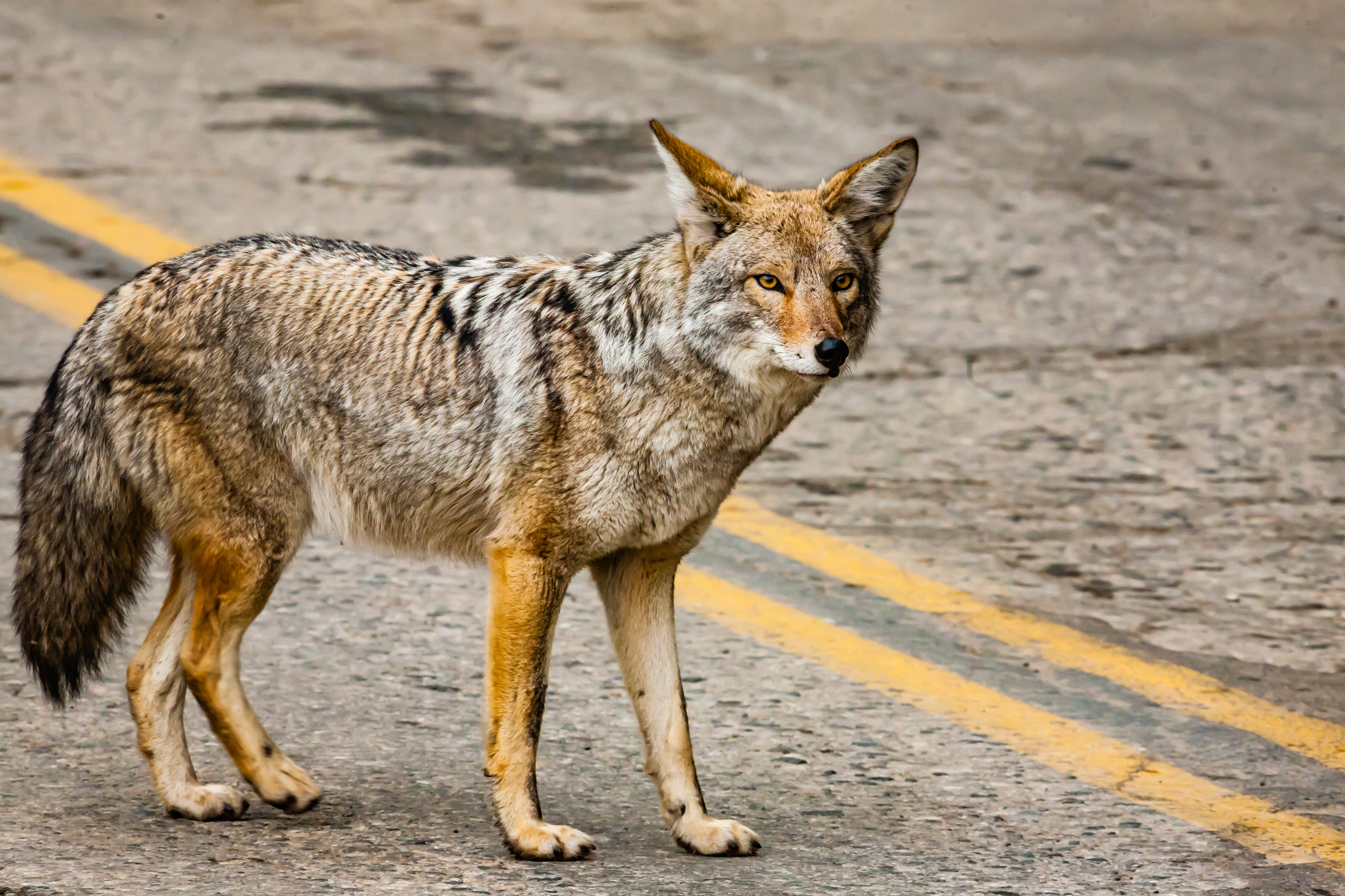 Uptick in Coyote Attacks Leaves California Community Concerned