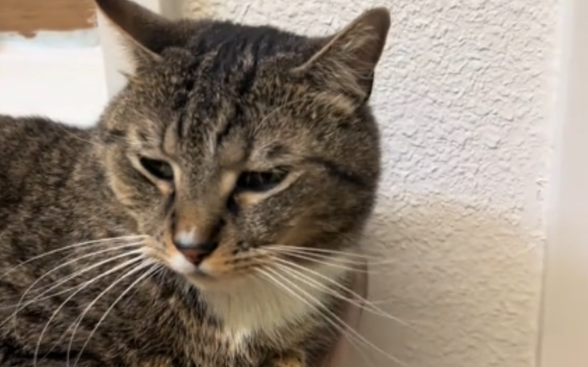 Cat Dumped at Shelter ‘Scared and Confused’ After Having a Family for Years Cat Dumped at Shelter ‘Scared and Confused’ After Having a Family for Years