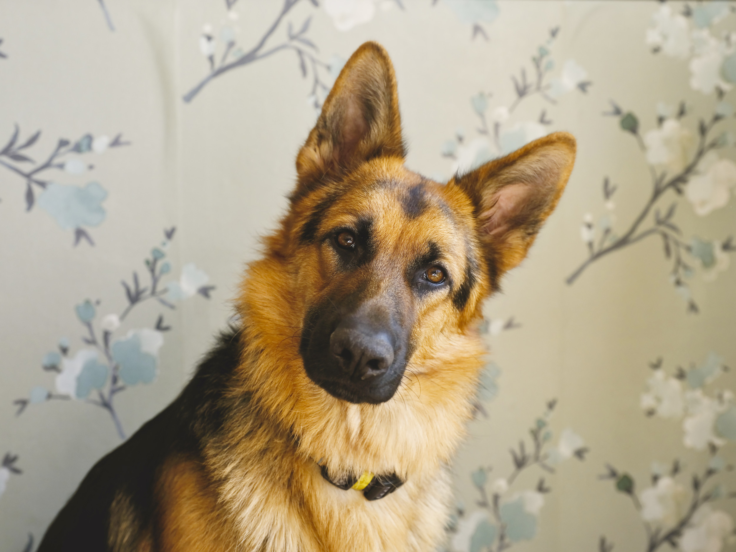 Senior Dog Doing Regular Rounds At Home Checking On Owner Melts Hearts ...