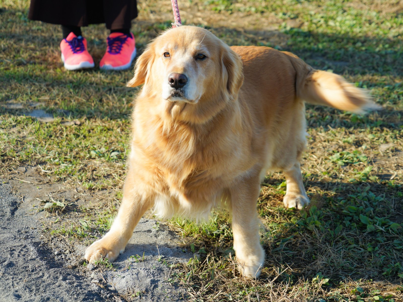 The Shadow That Wouldn't Leave Because Apparently, Cuddles Cure All