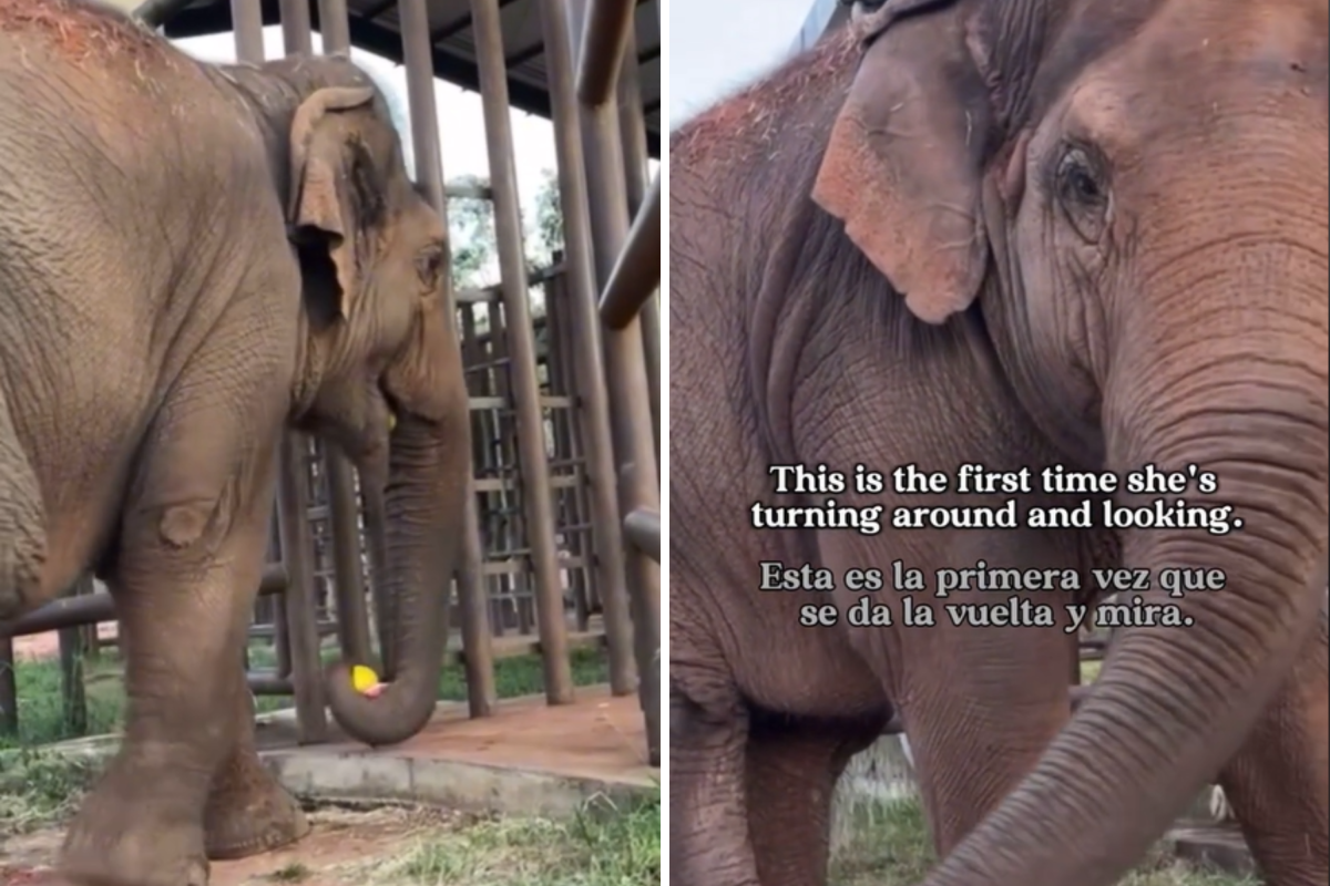 elephant rescue