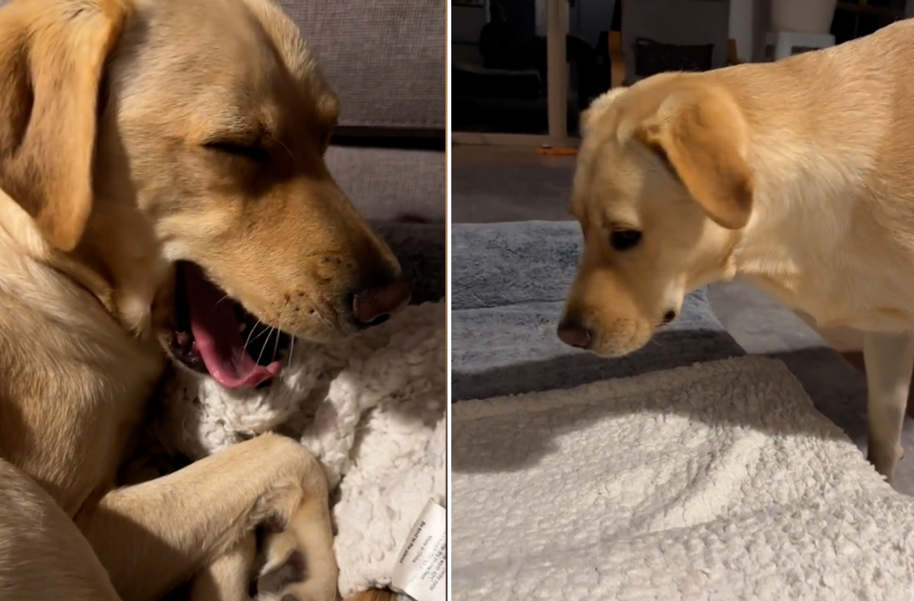 Hysterics As Dog Demands Perfectly Folded Blanket Before Sitting - Newsweek