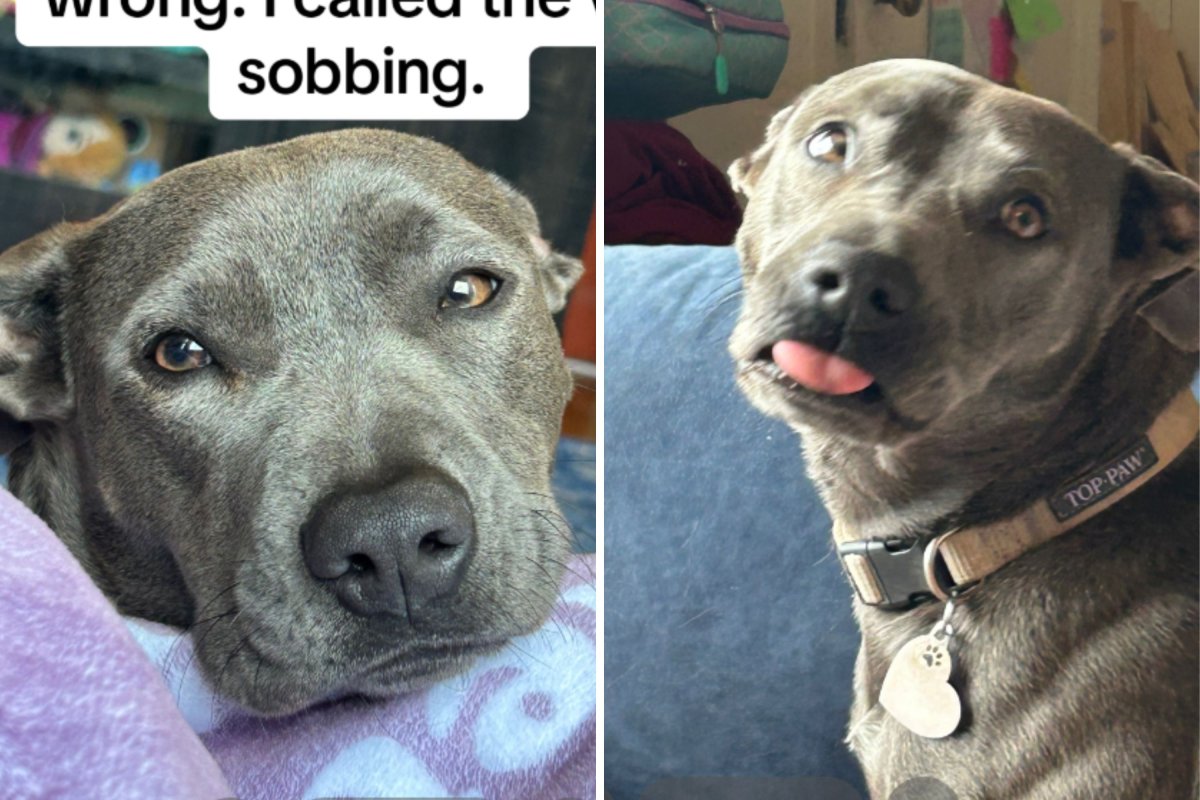 Owner Rushes Dog Not Eating or Walking To Vet, Can’t Believe 0 Diagnosis Owner Rushes Dog Not Eating or Walking To Vet, Can’t Believe 0 Diagnosis