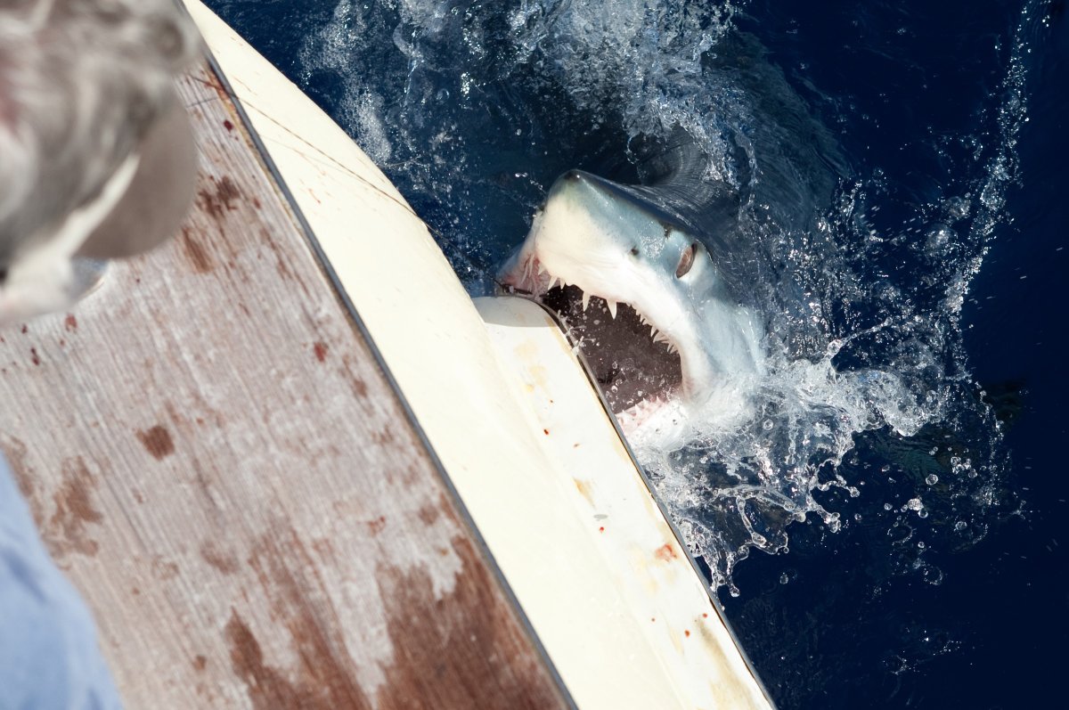 Shark in Florida