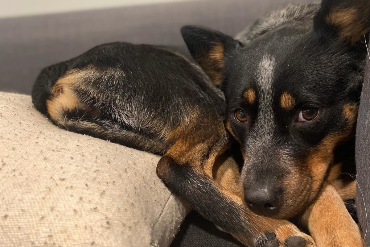 Billy the Blue Steeler