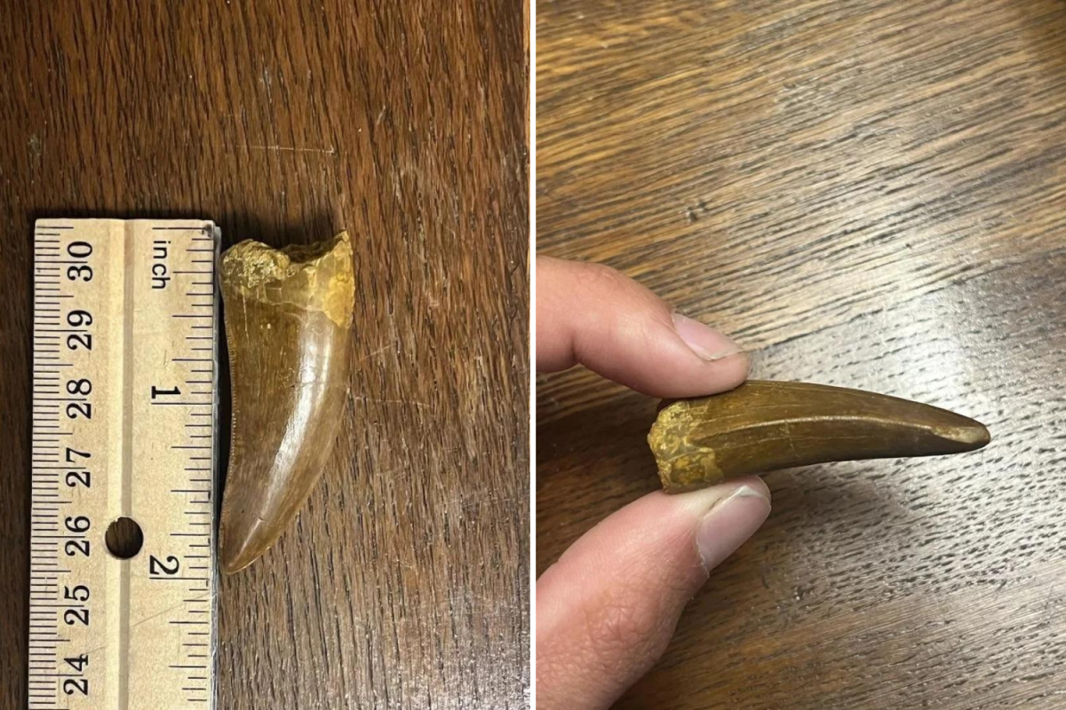 Fossil Hunter Discovers Preserved T. Rex Tooth During Hike in Montana