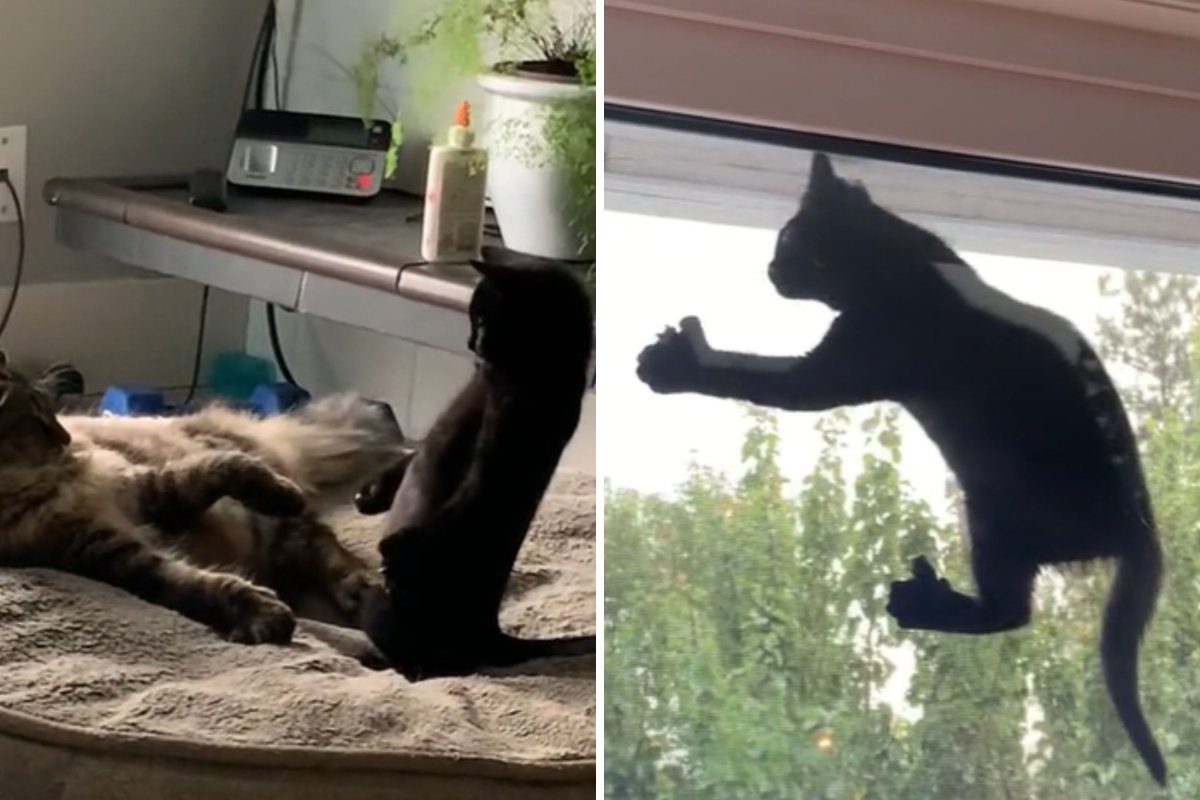 Mittens