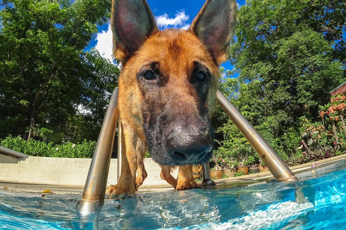 German shepherd swimming in pool