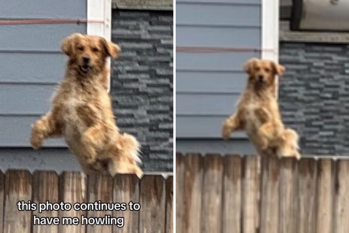 How Woman Finally Discovered Where Neighborhood's 'Escape Artist' Dog Lived - Newsweek