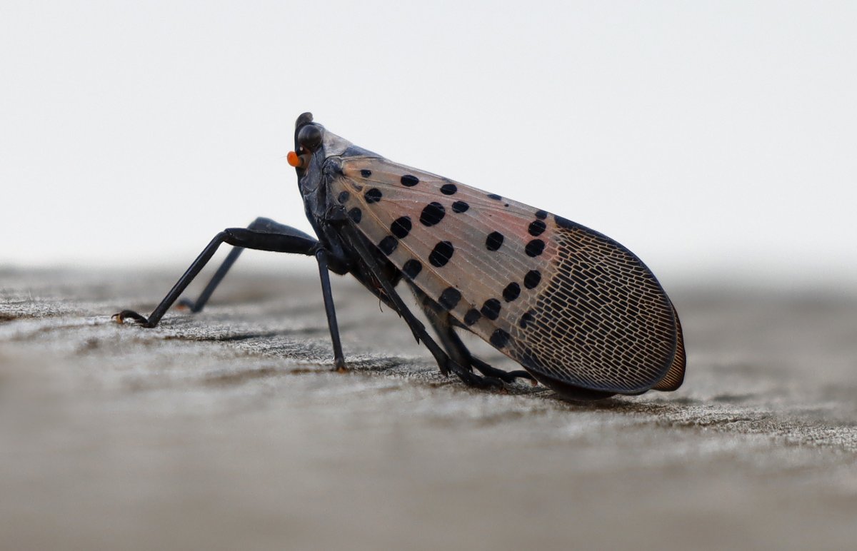 Spotted Lanternfly Invasive Species California Egg Wine