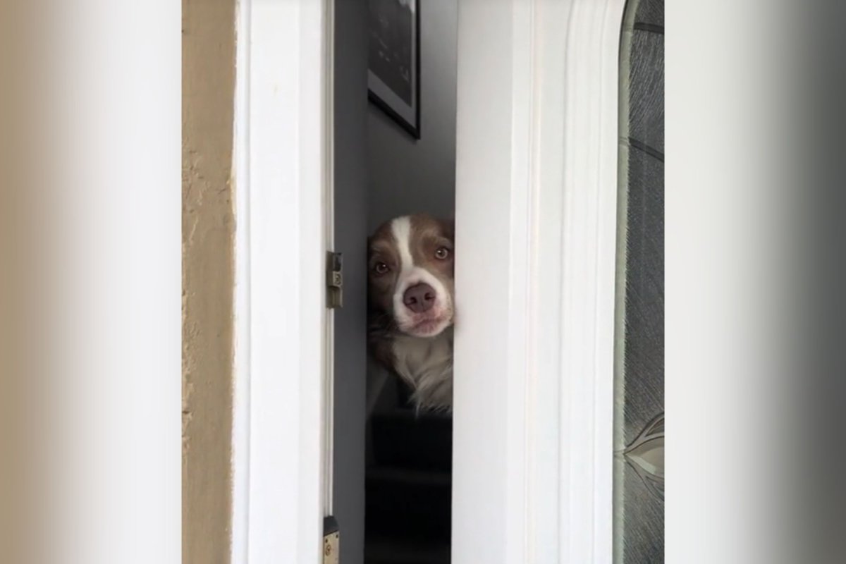 Dog door