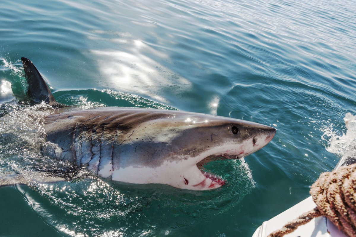 tiger shark near boat