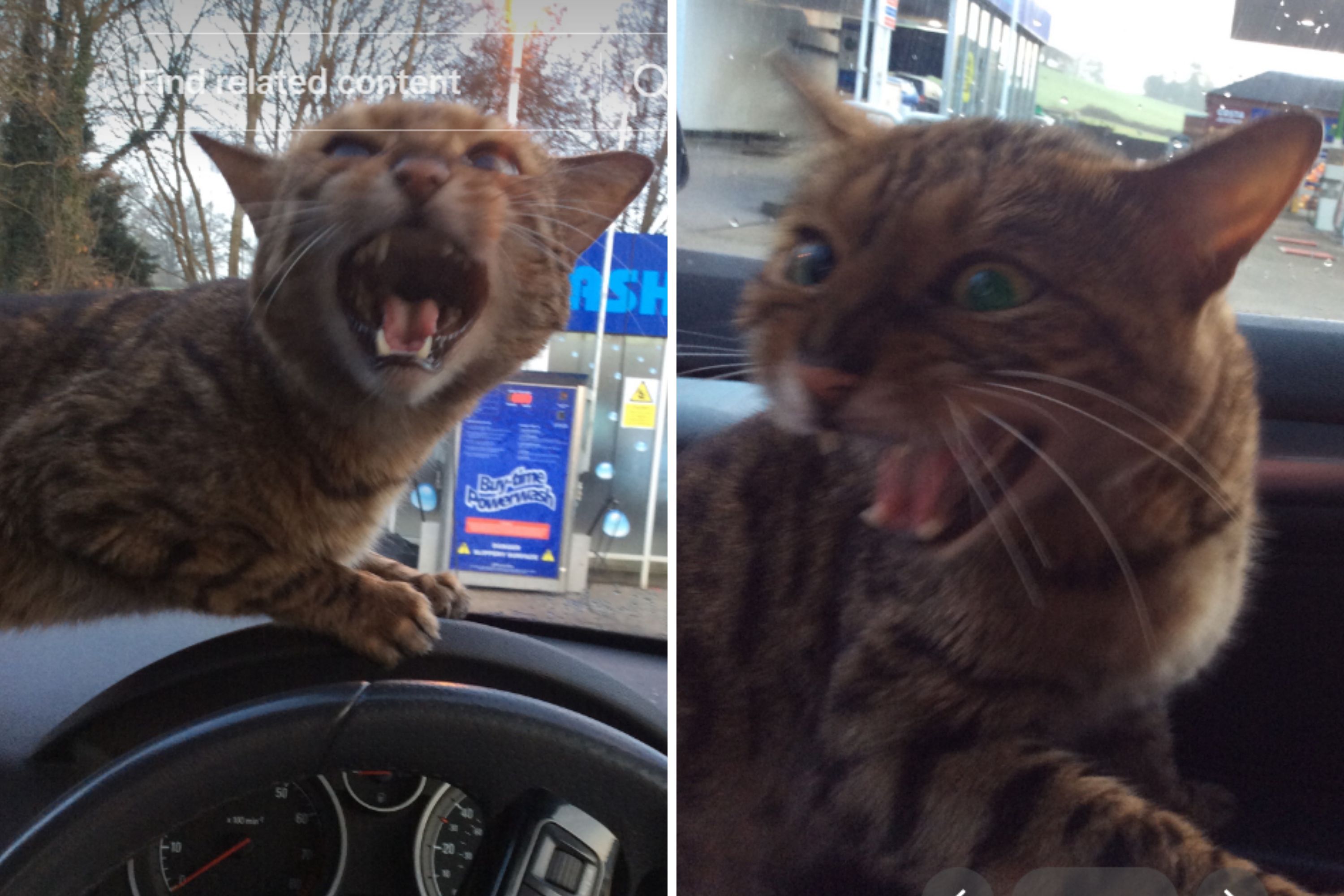 Woman Tries To Help 'Lost' Cat, Learns the Hard Way It Didn't Need ...