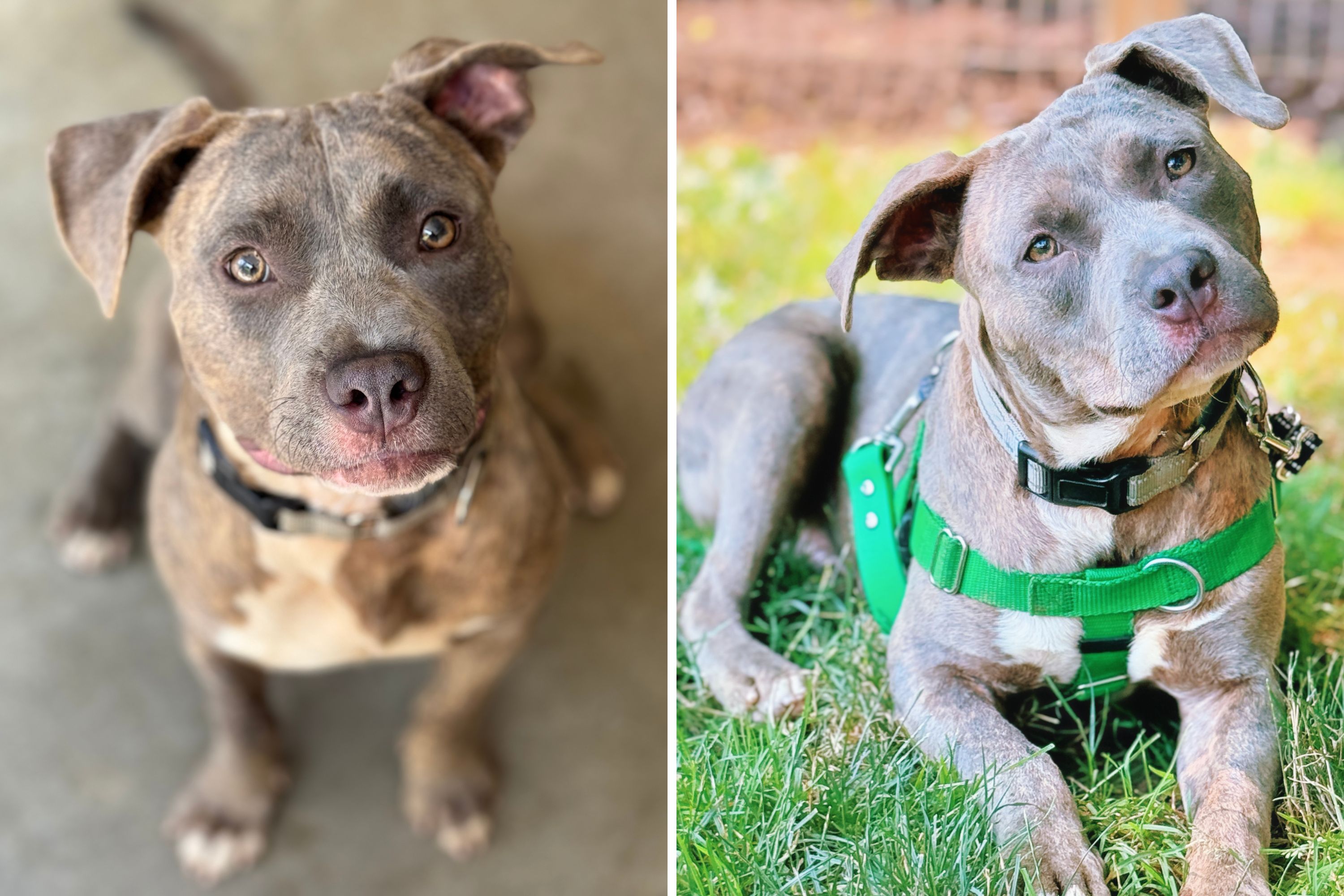 Shelter Puppy Looks 'Confused' as He Goes Back to His Kennel Each Night ...