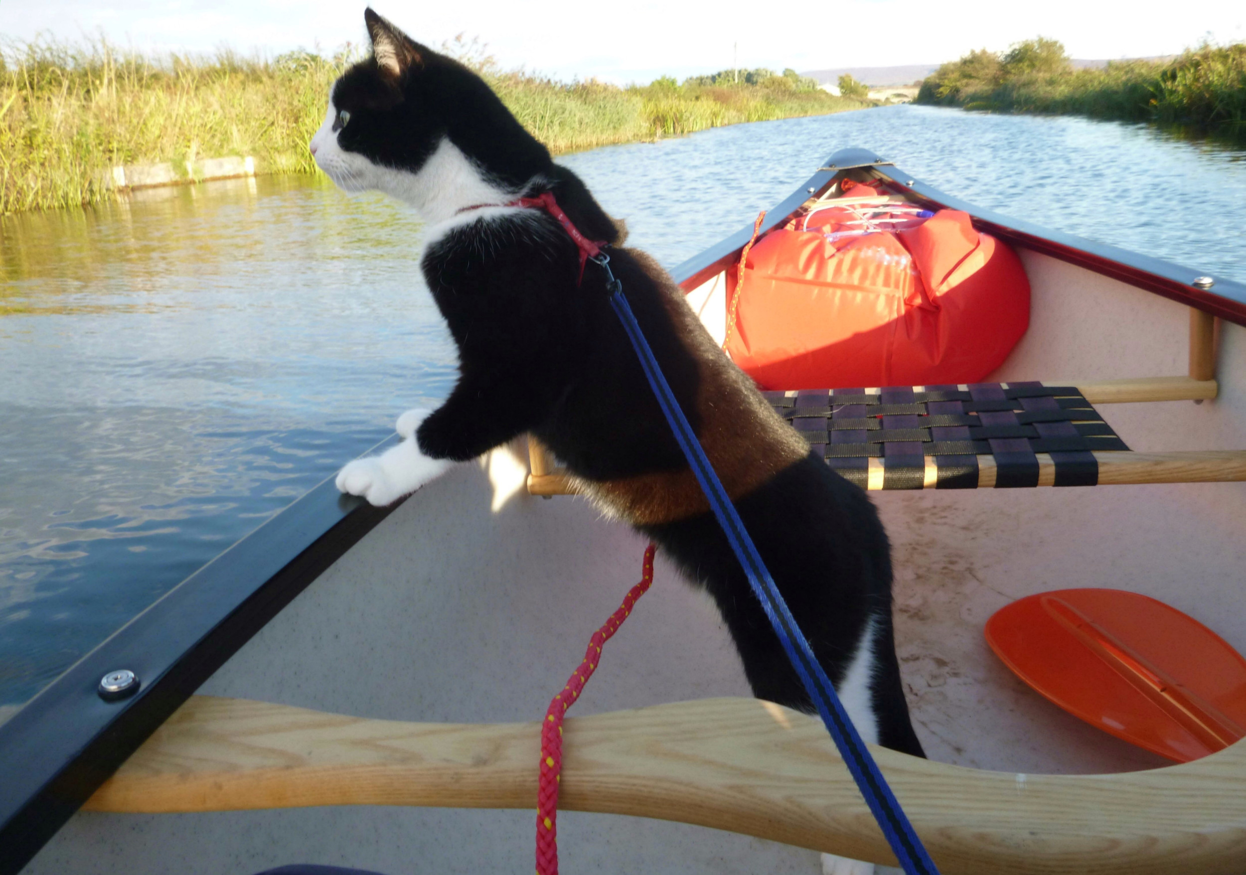 Cat Wearing Life Jacket Greets Kayakers in Heartwarming Video: 'I'd ...