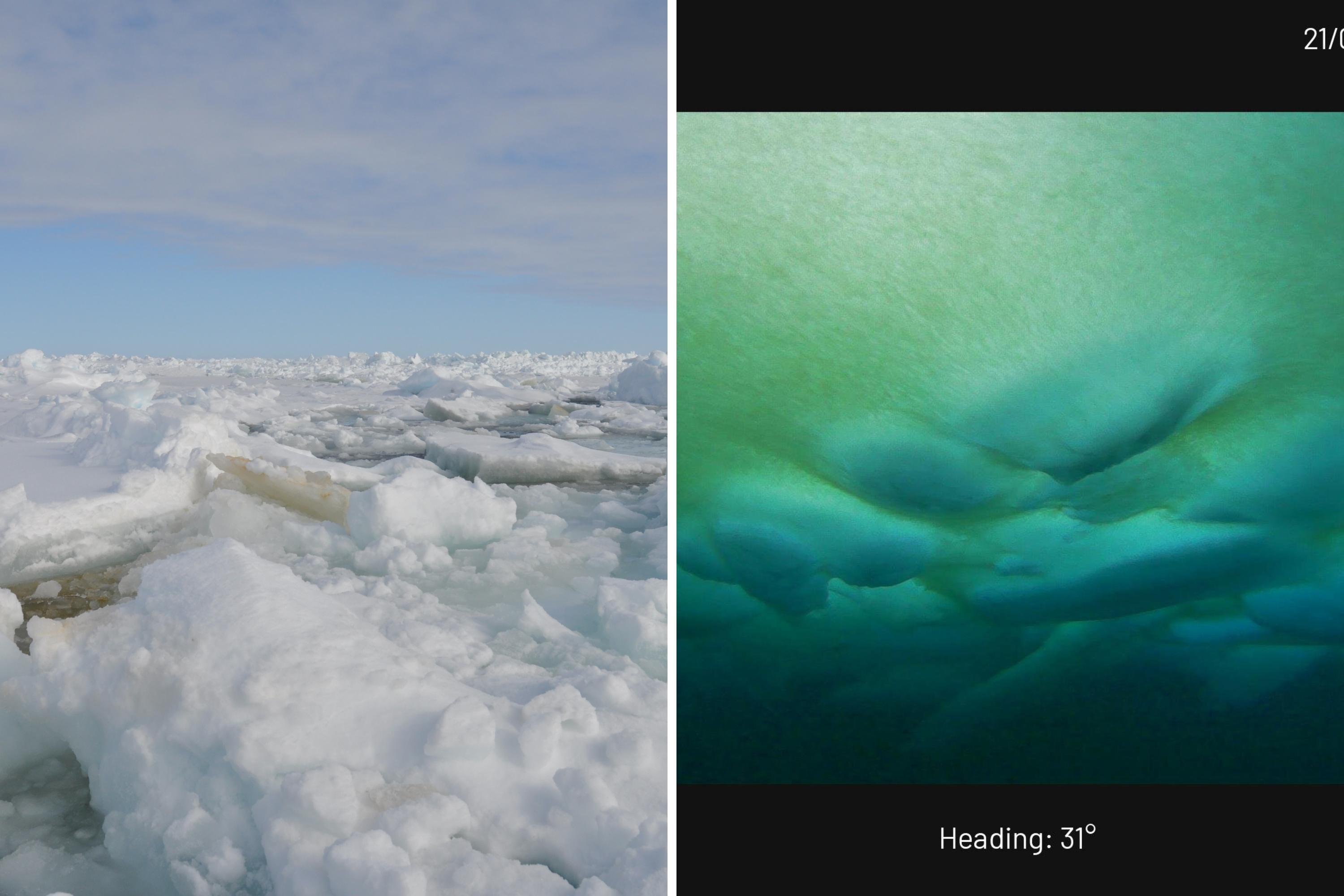 Arctic ice and algae