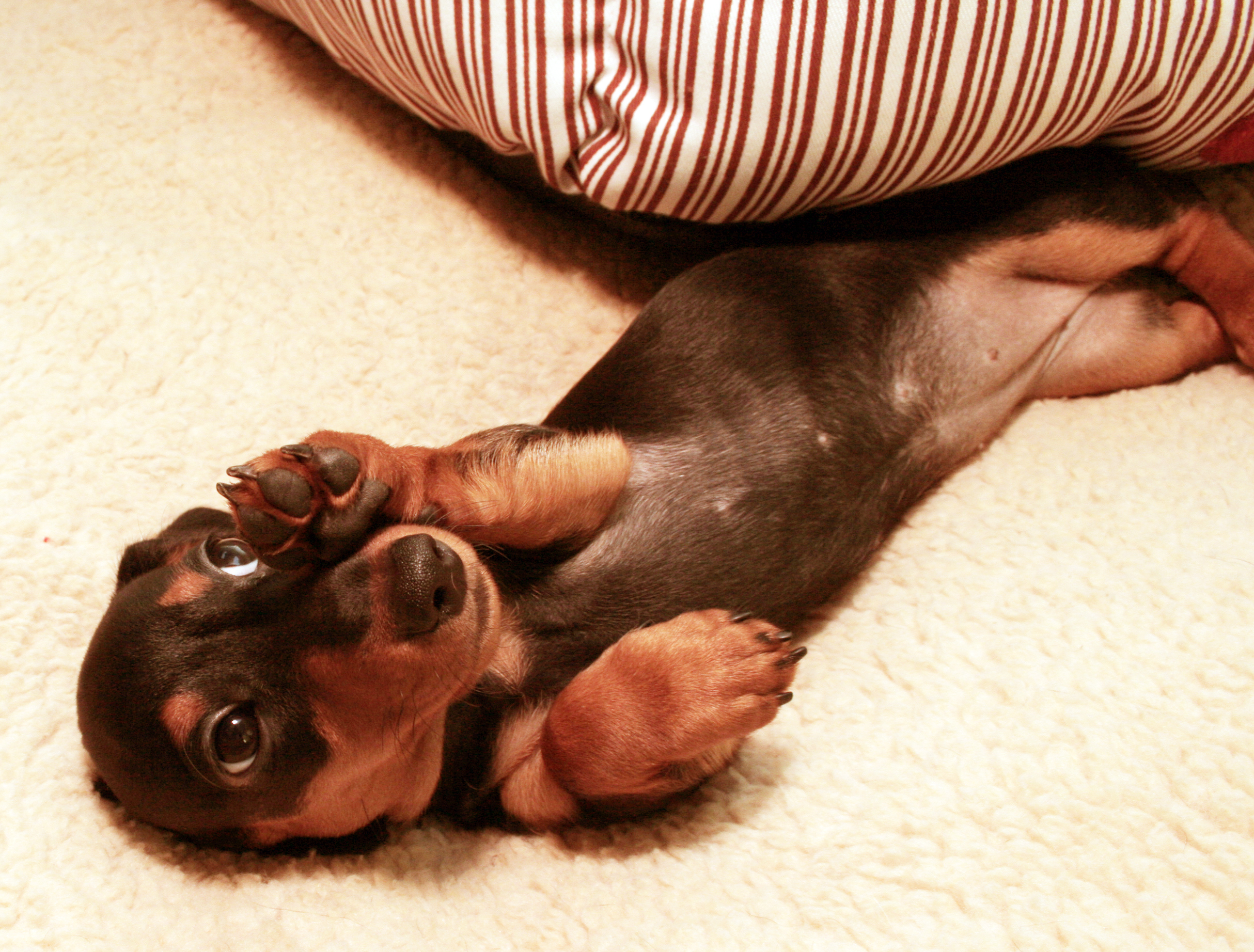 Dachshund Insisting Human Must Not Stop Petting Has Internet in Stitches