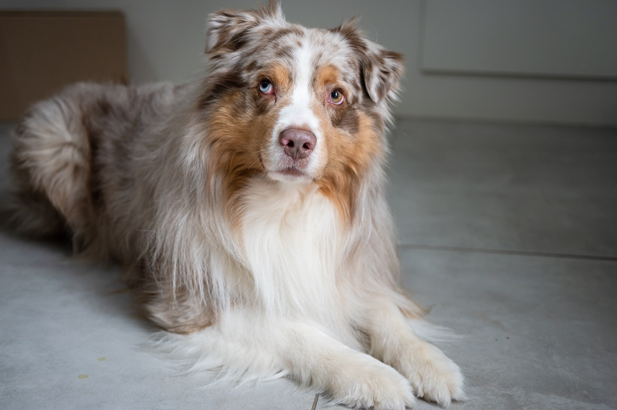 Dog Owner Ponders Mystery of Chewed Marker Pen, but There's a Clear ...