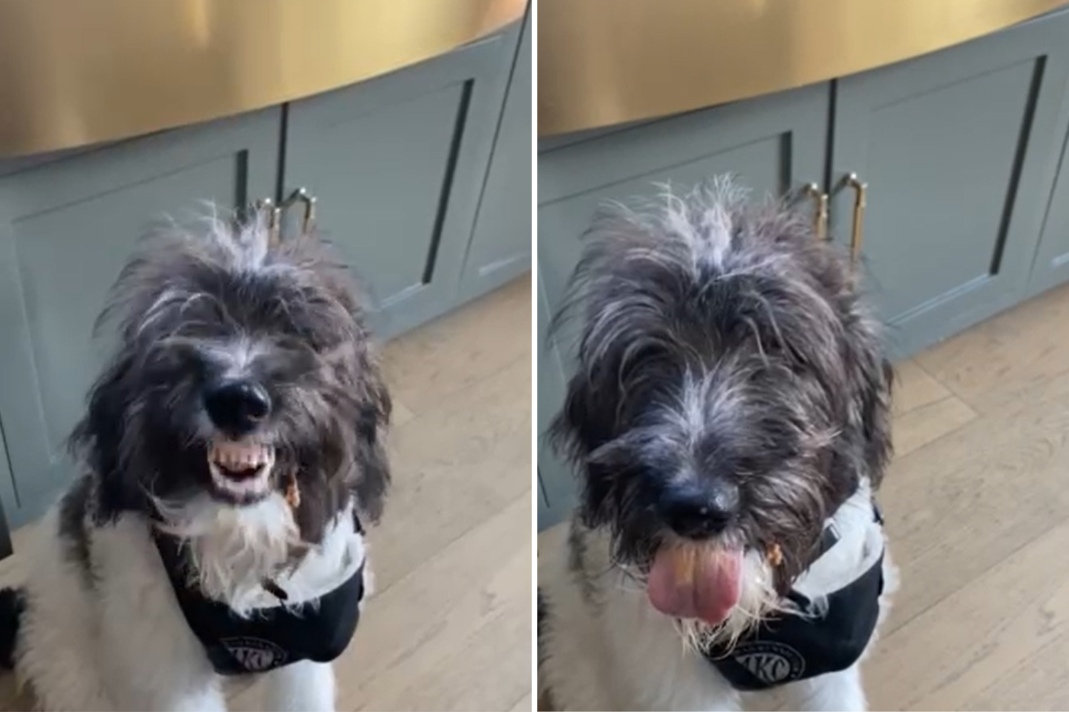 Peanut Butter Loving Rescue Dog Wins Pet of the Week Newsweek