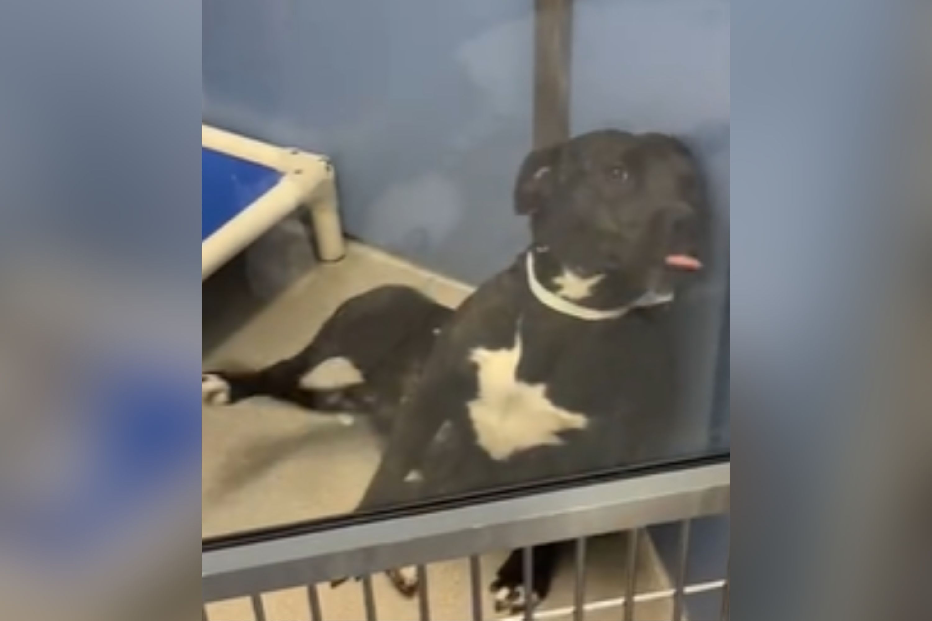 Tears at What Shelter Dog Does When 'Someone Finally Notices' Her ...