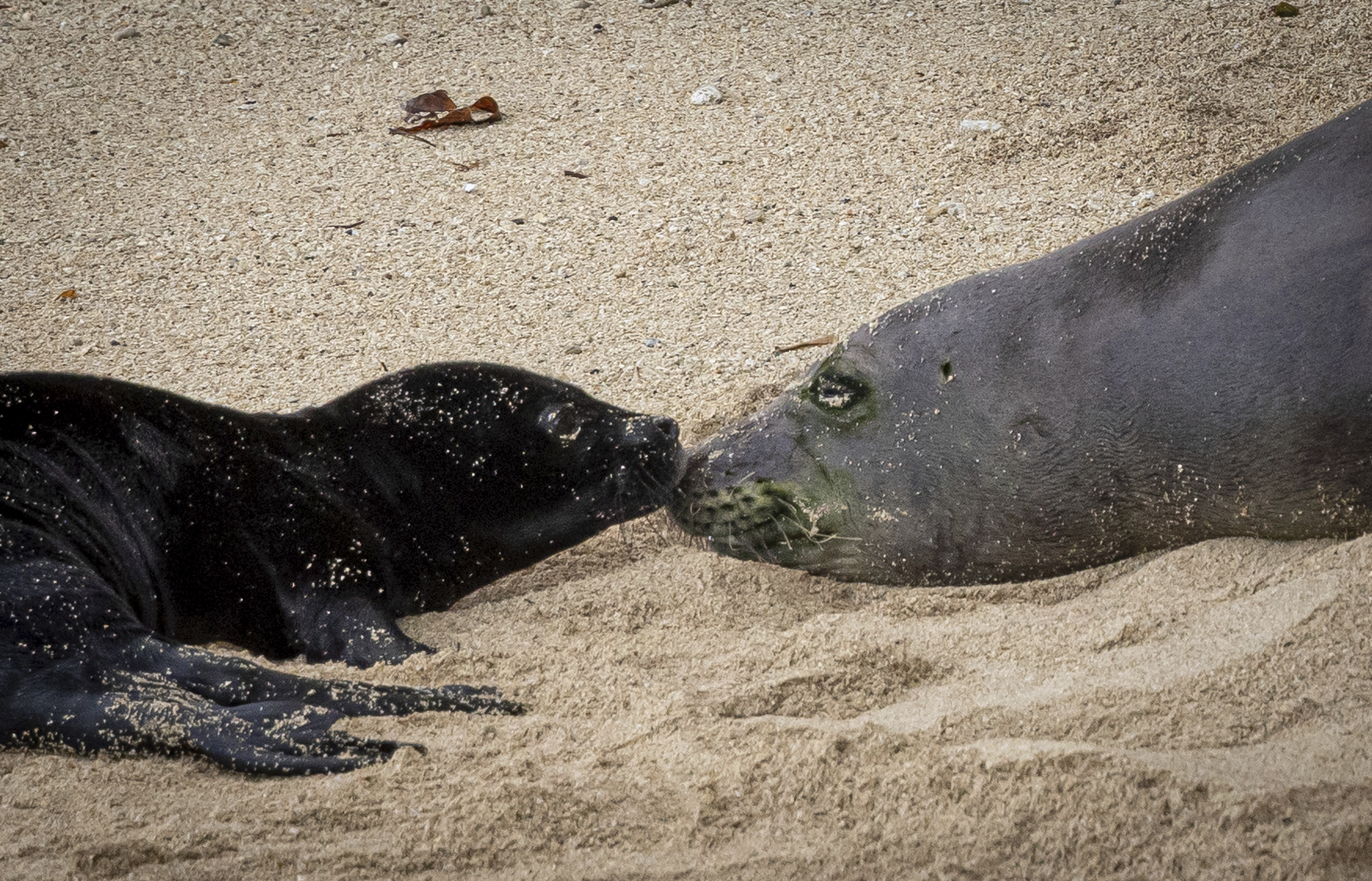 Endangered Hawaiian Monk Seal Pup Mauled to Death by Dogs