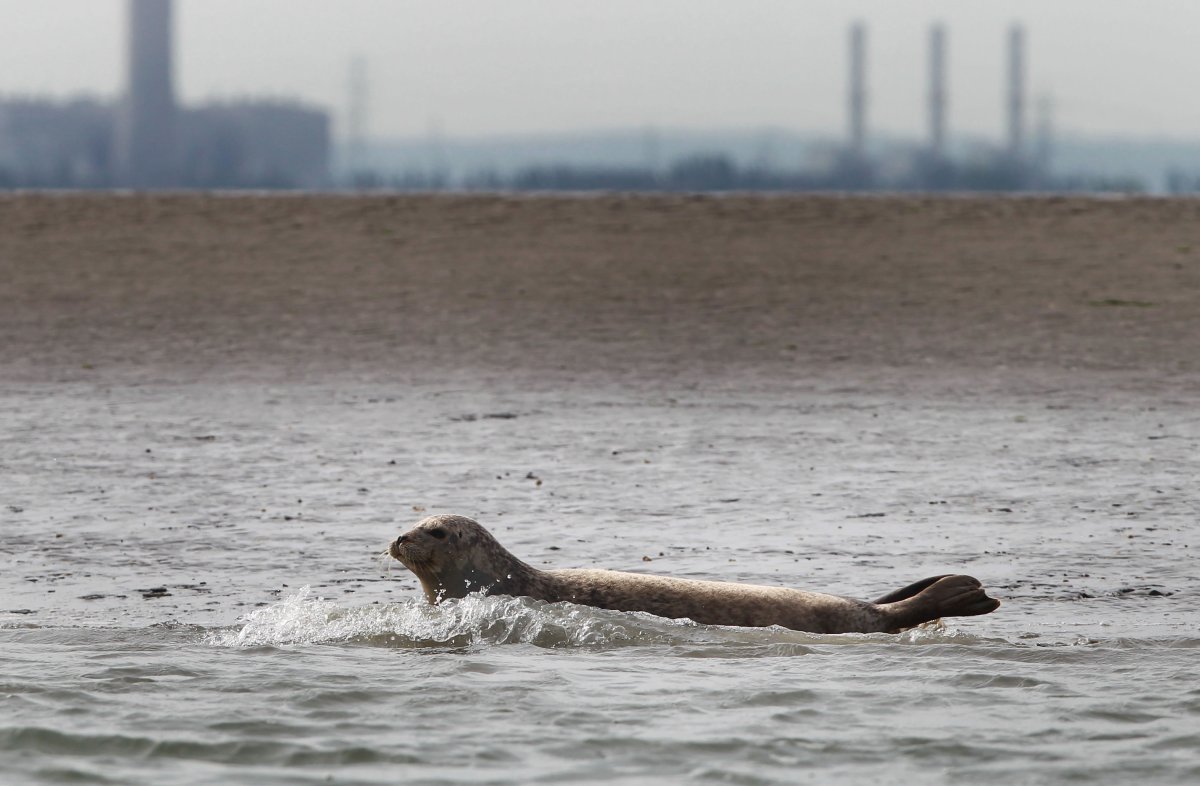A seal in Kent, England