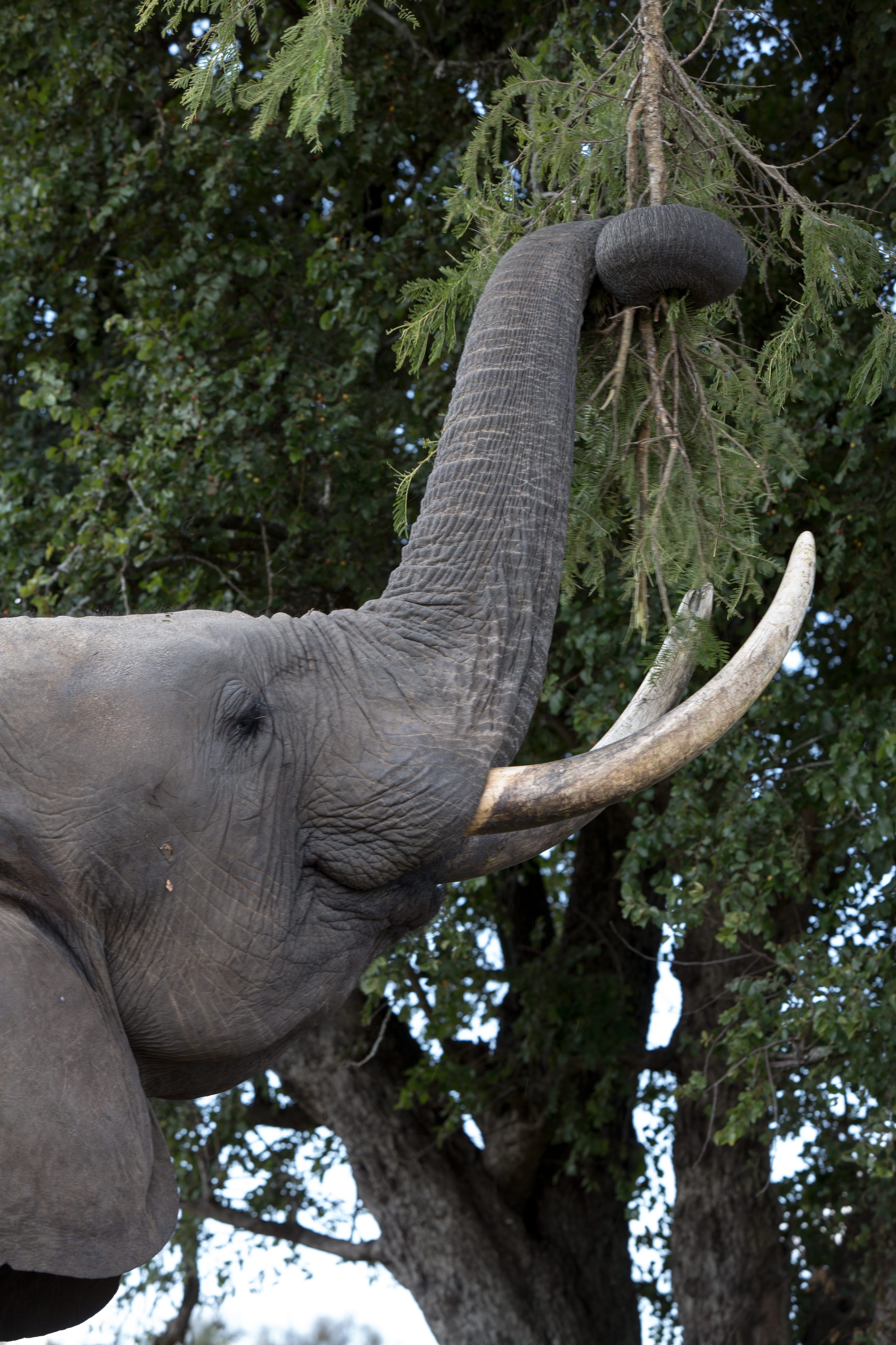 Un éléphant tue un touriste américain de 64 ans lors de sa dernière attaque