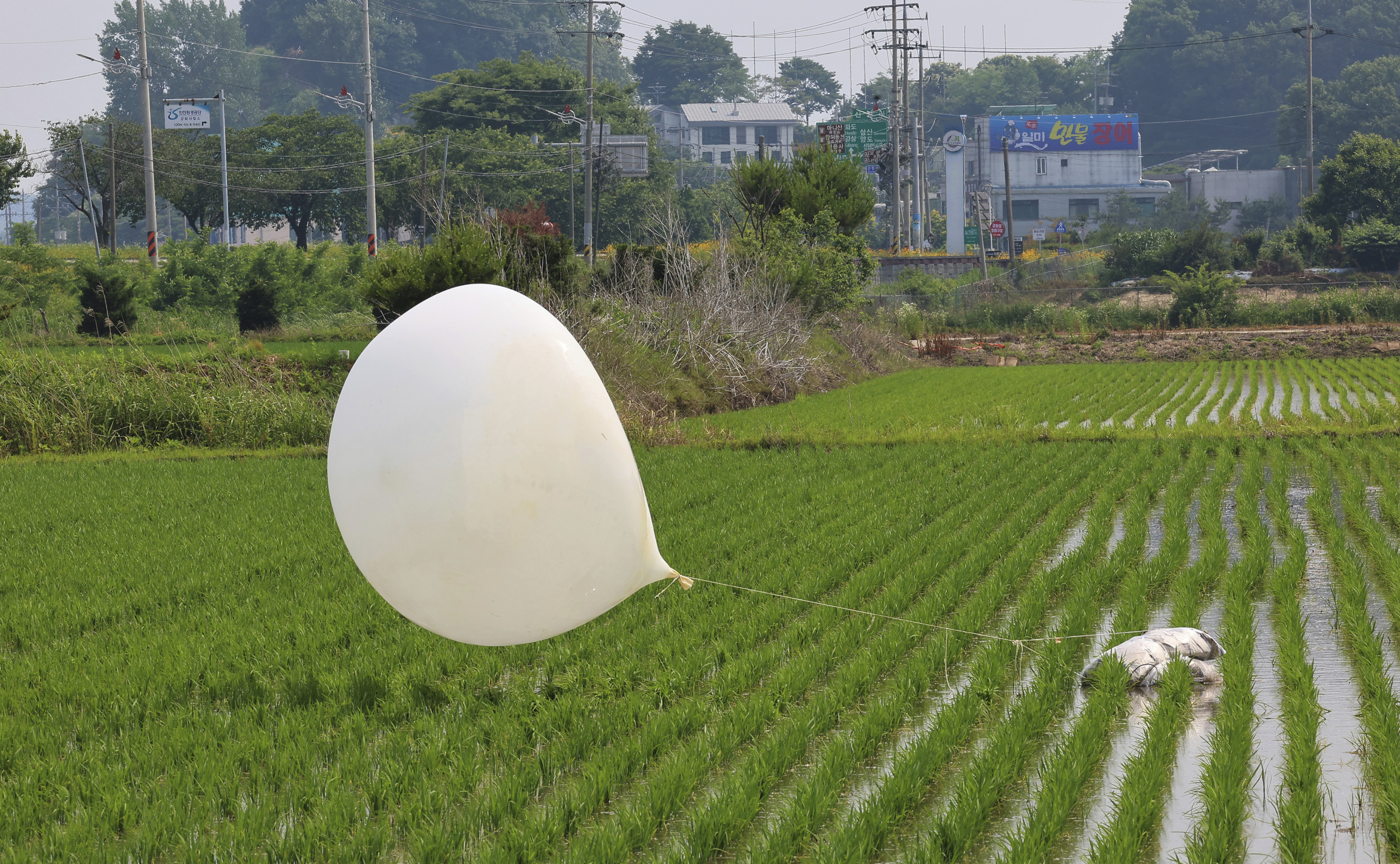 Parasites Detected in North Korea Trash Balloons
