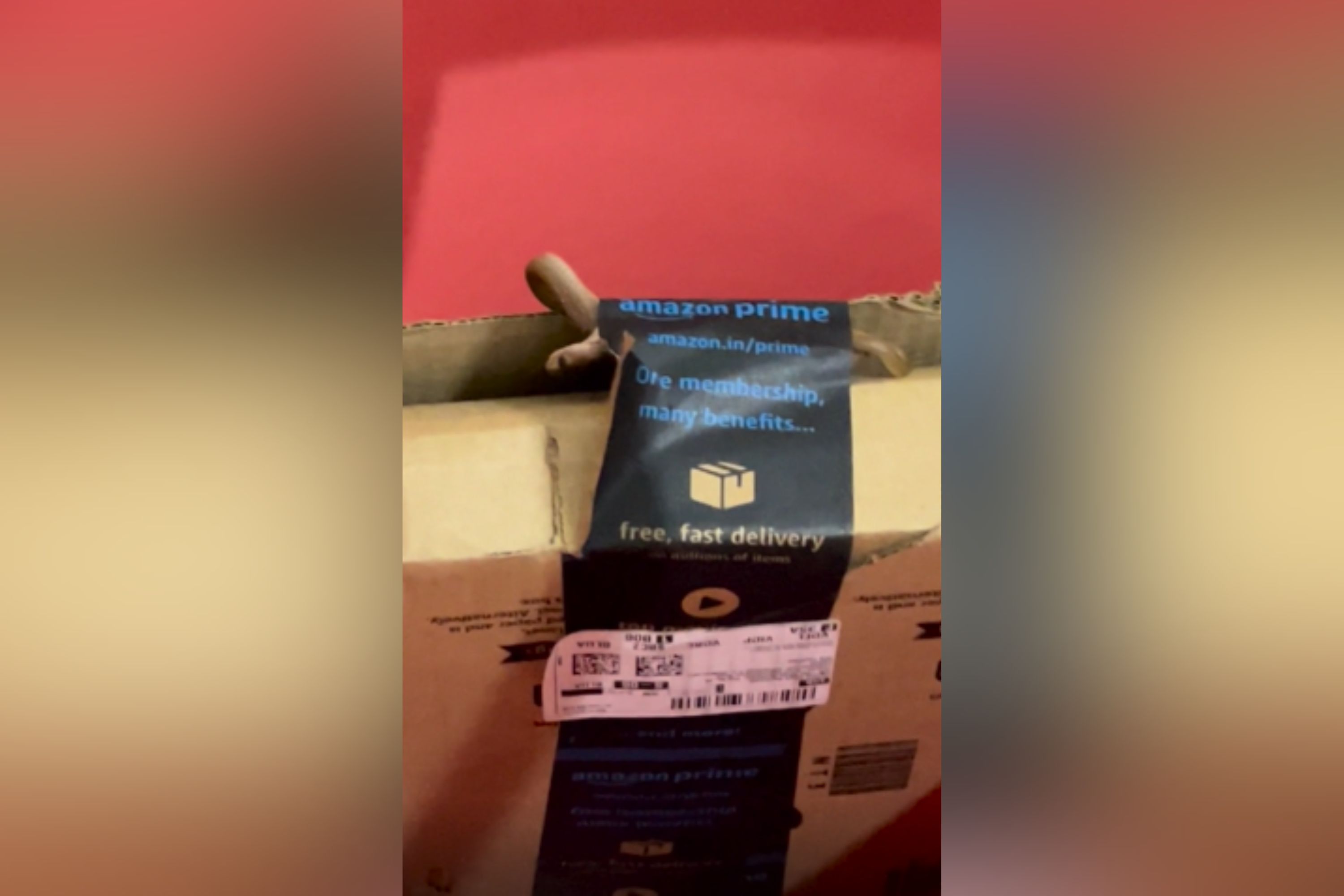 Woman Orders Xbox Controller From Amazon, Gets Live Snake Instead Woman Orders Xbox Controller From Amazon, Gets Live Snake Instead