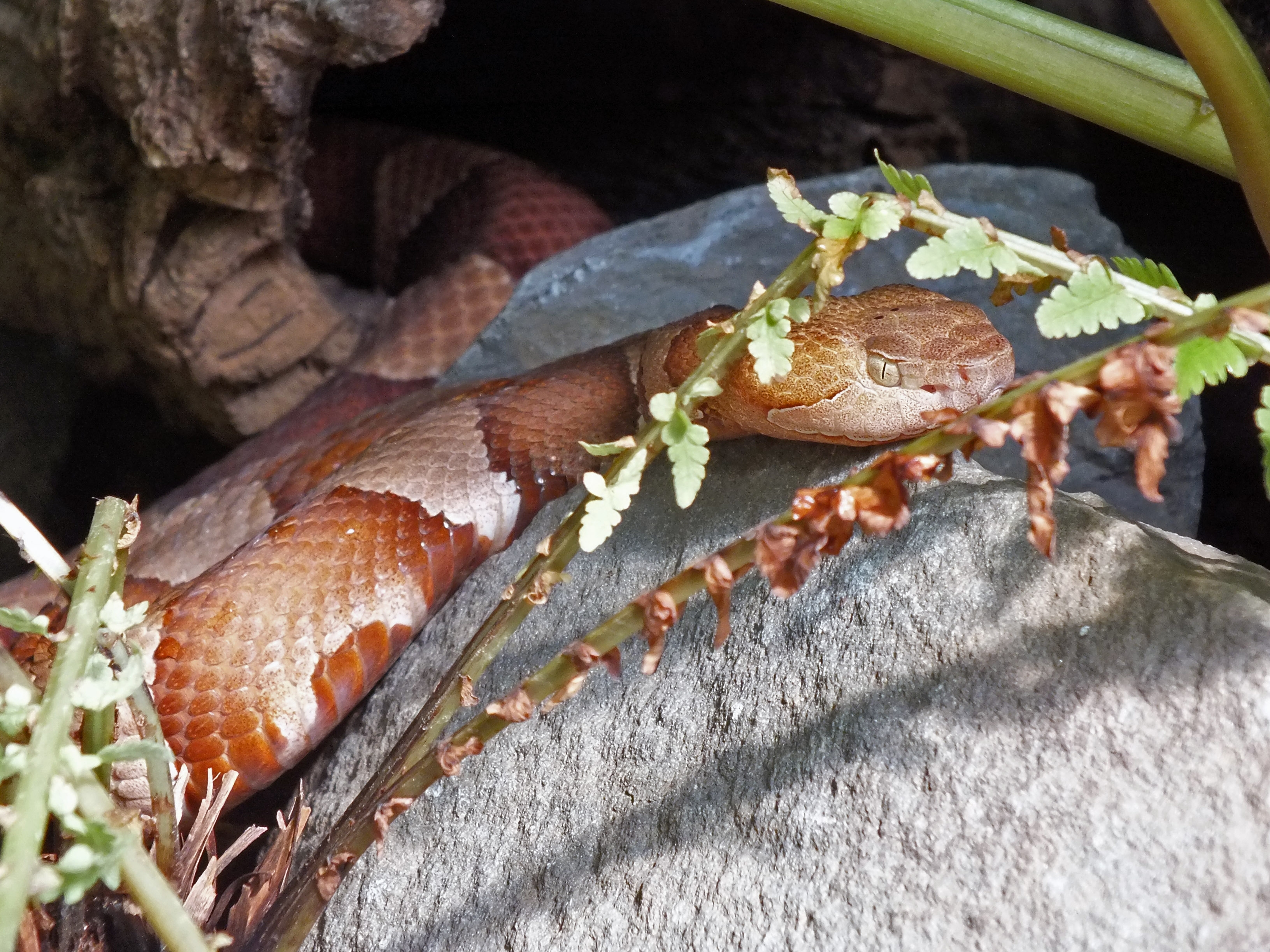 Copperhead Snake Map Shows Habitats In US States